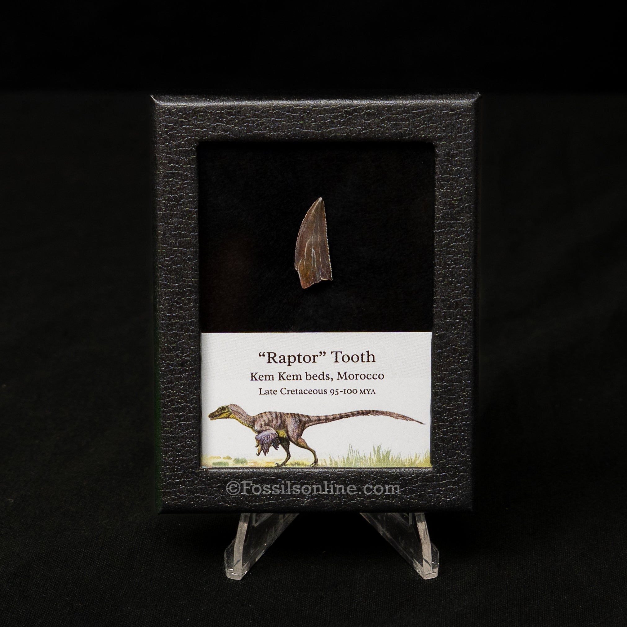 Choice Theropod Dinosaur Tooth "Raptor" in a sm display case