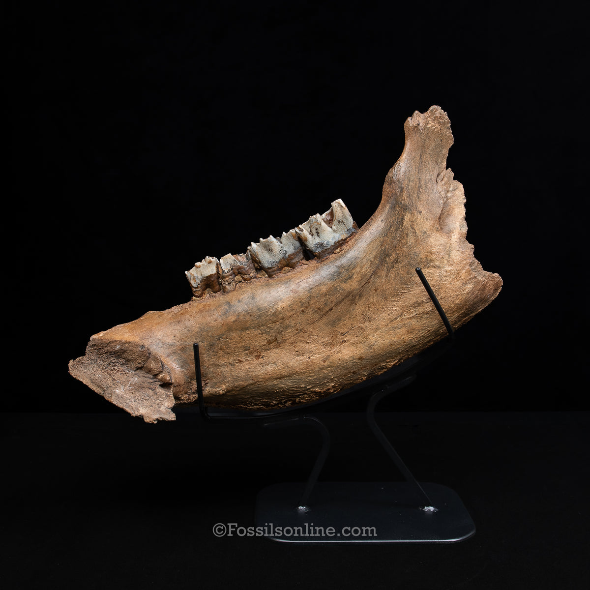 Woolly Rhino Jaw