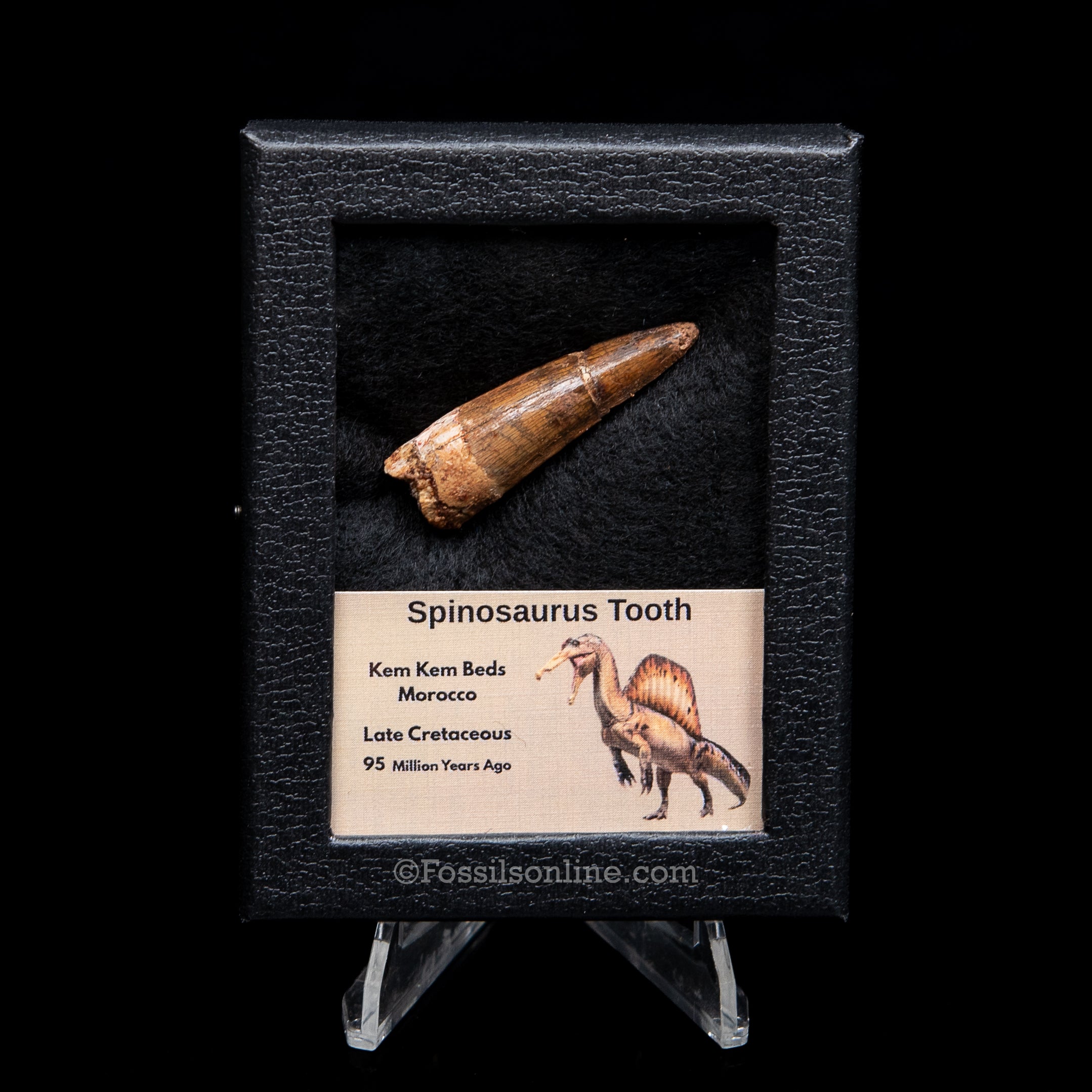 Spinosaurus Dinosaur Tooth Sm Case