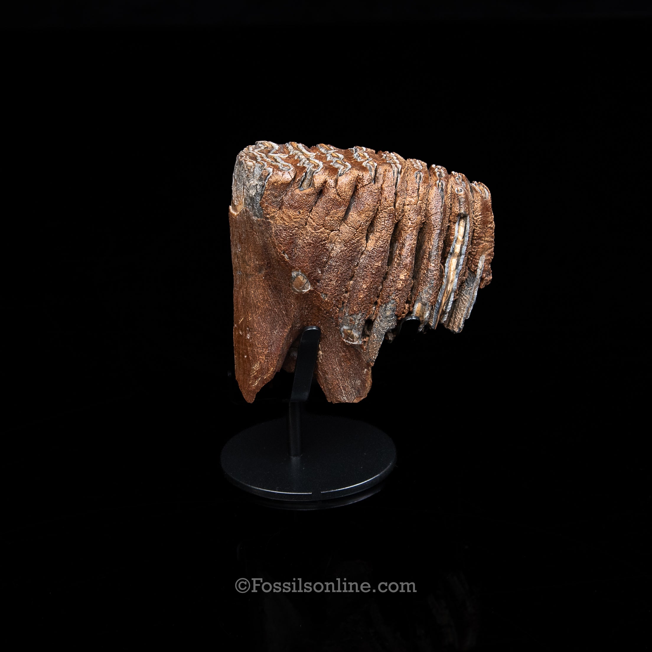 Juvenile Woolly Mammoth Tooth on Display Stand