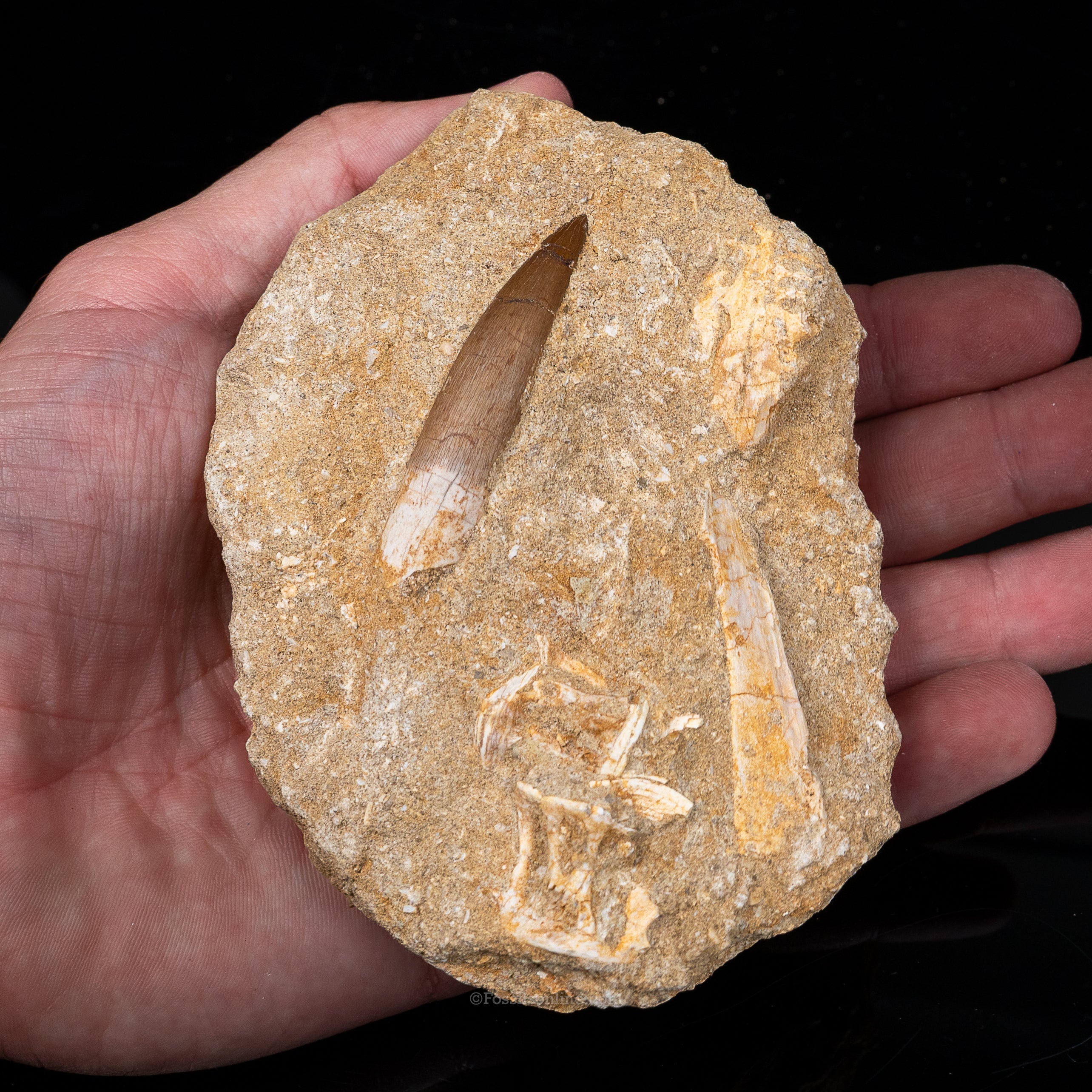 Plesiosaur Tooth & Shark Vertebrae in Matrix