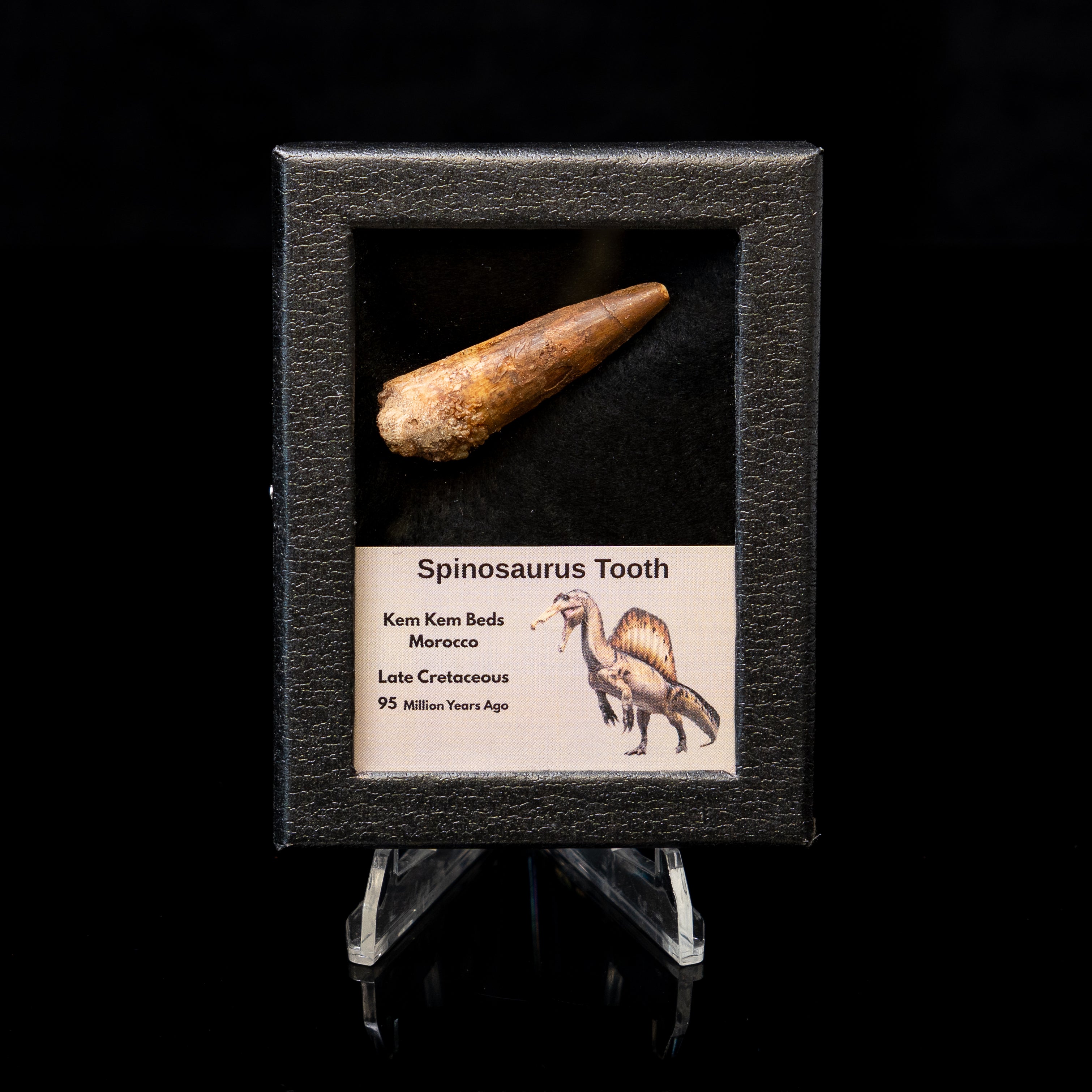 Spinosaurus Dinosaur Tooth Sm Case