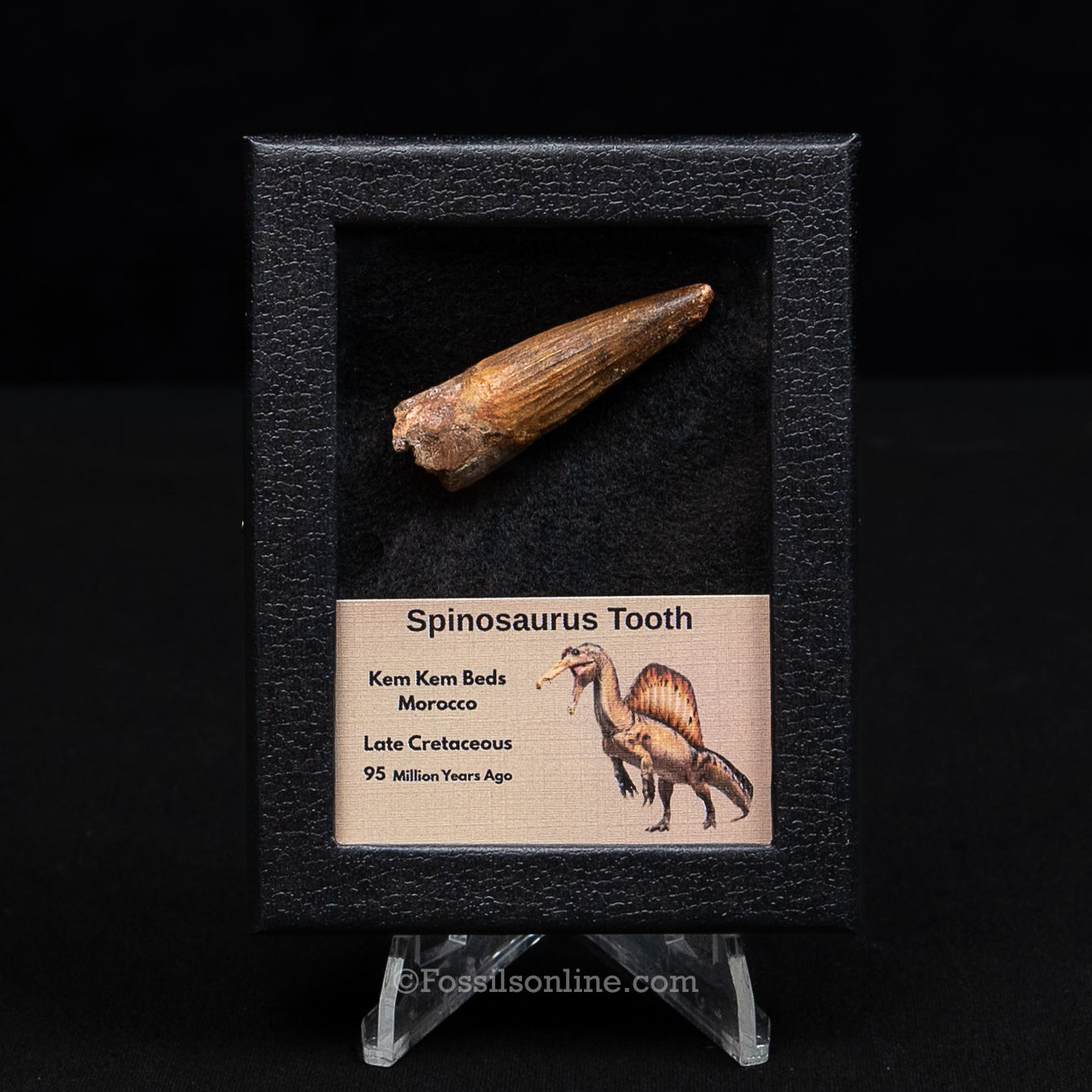 Spinosaurus Dinosaur Tooth Sm Case