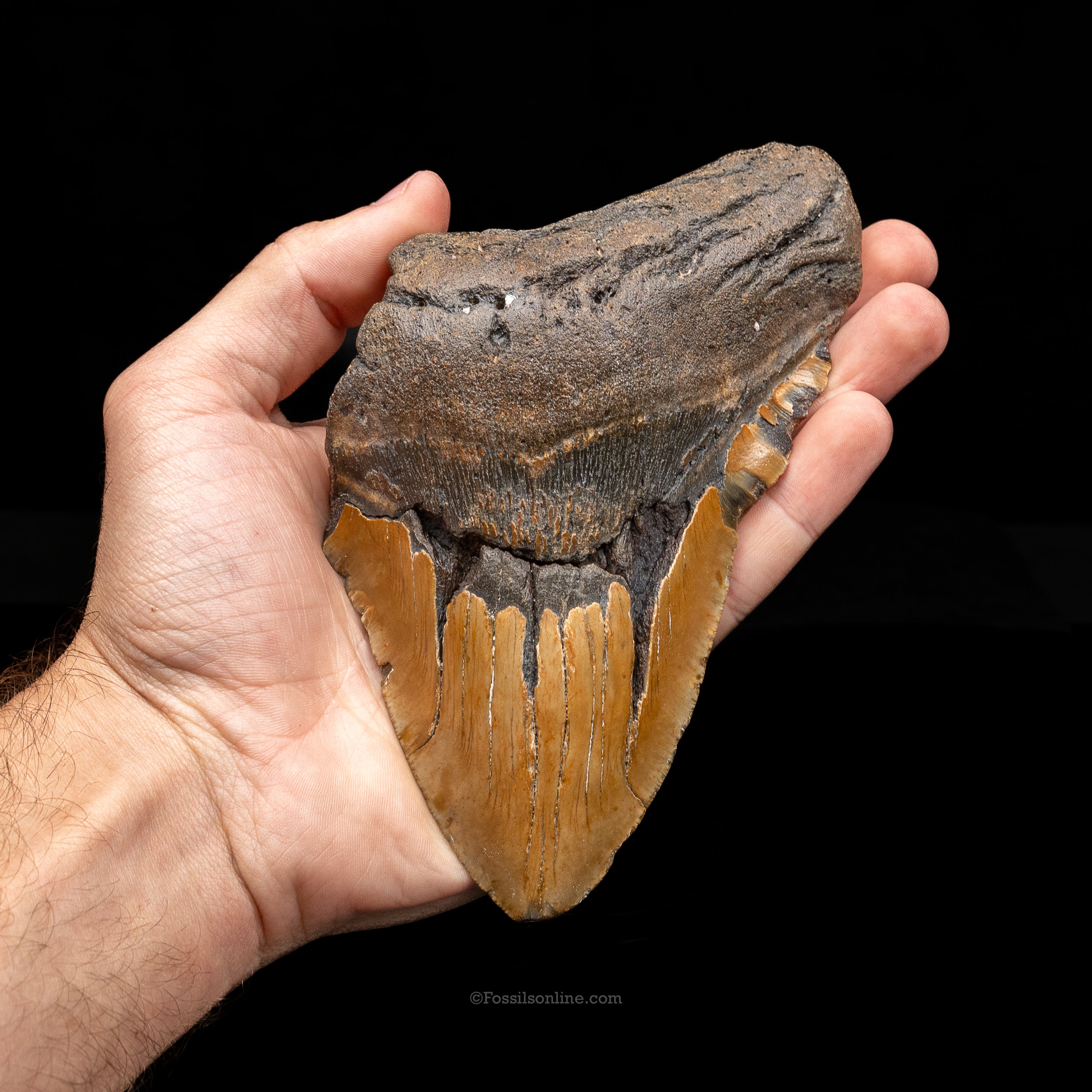 XL North Carolina Megalodon 6.03"