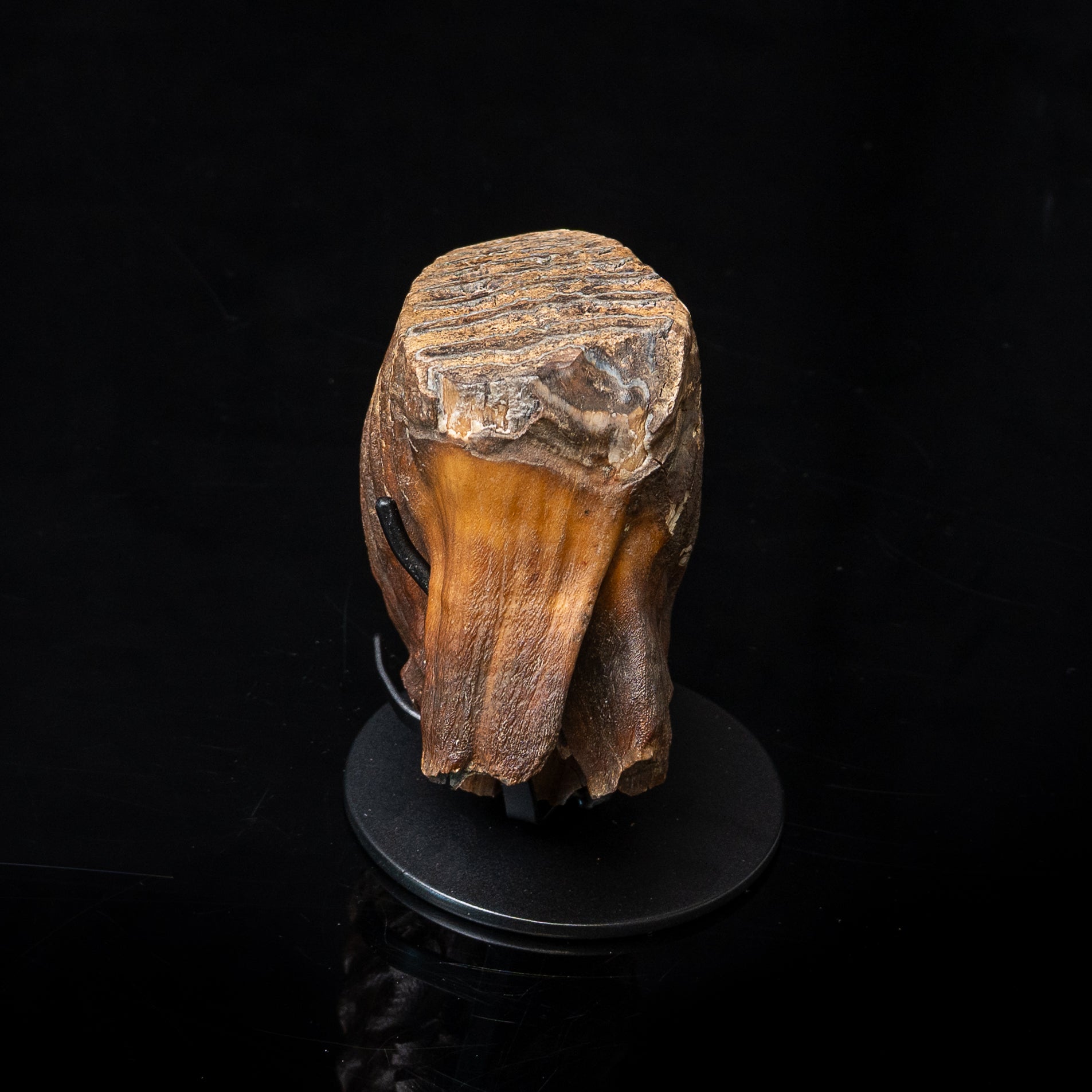 Juvenile Woolly Mammoth Tooth on Display Stand