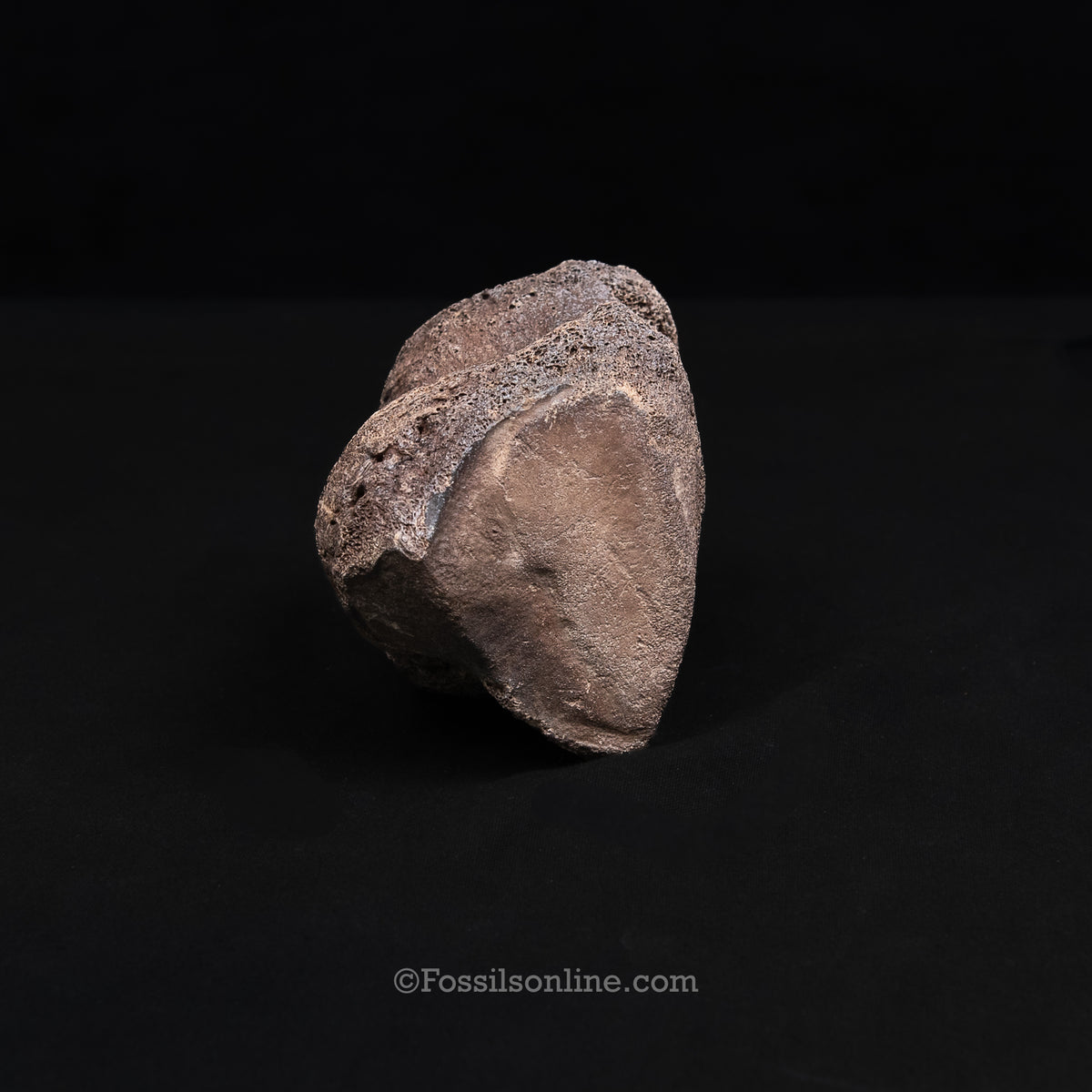 Pleistocene Columbian Mammoth Toe Bone FL