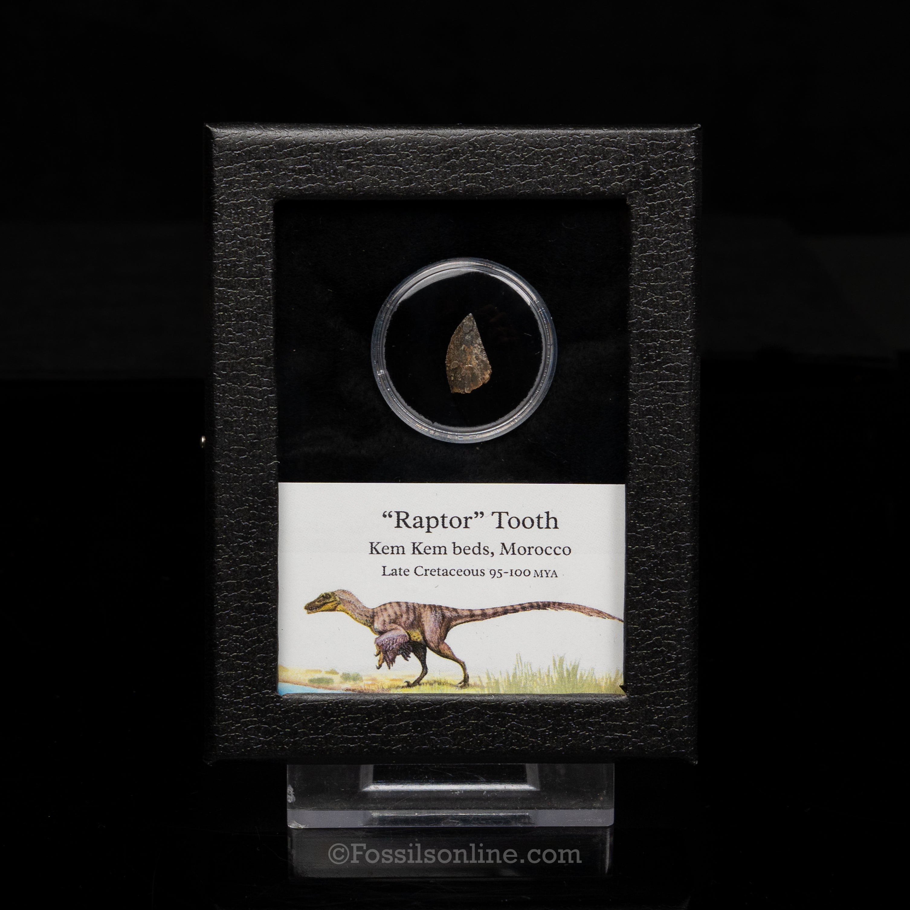 Theropod Dinosaur Tooth "Raptor" in a sm display case