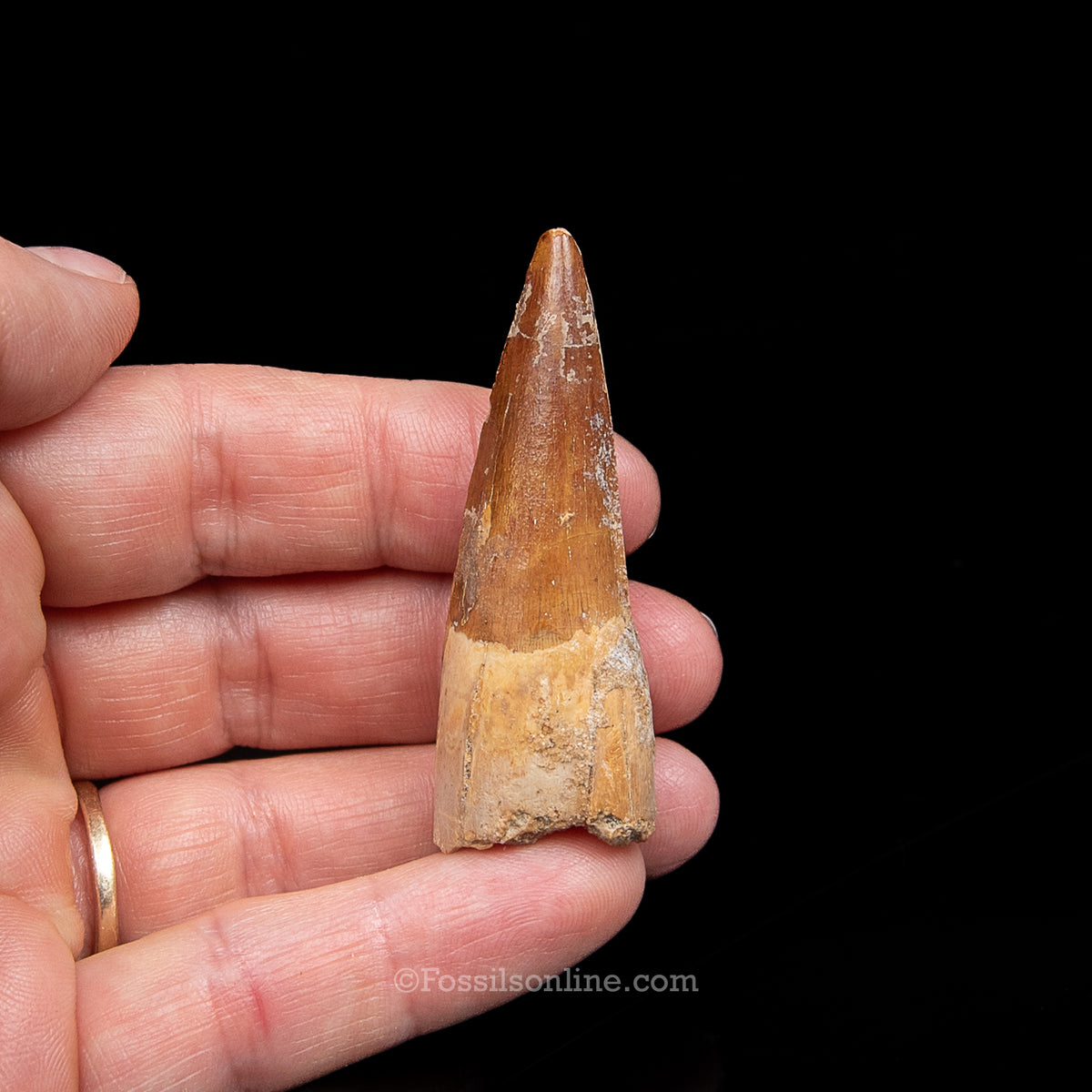Spinosaurus Dinosaur Tooth Med Case