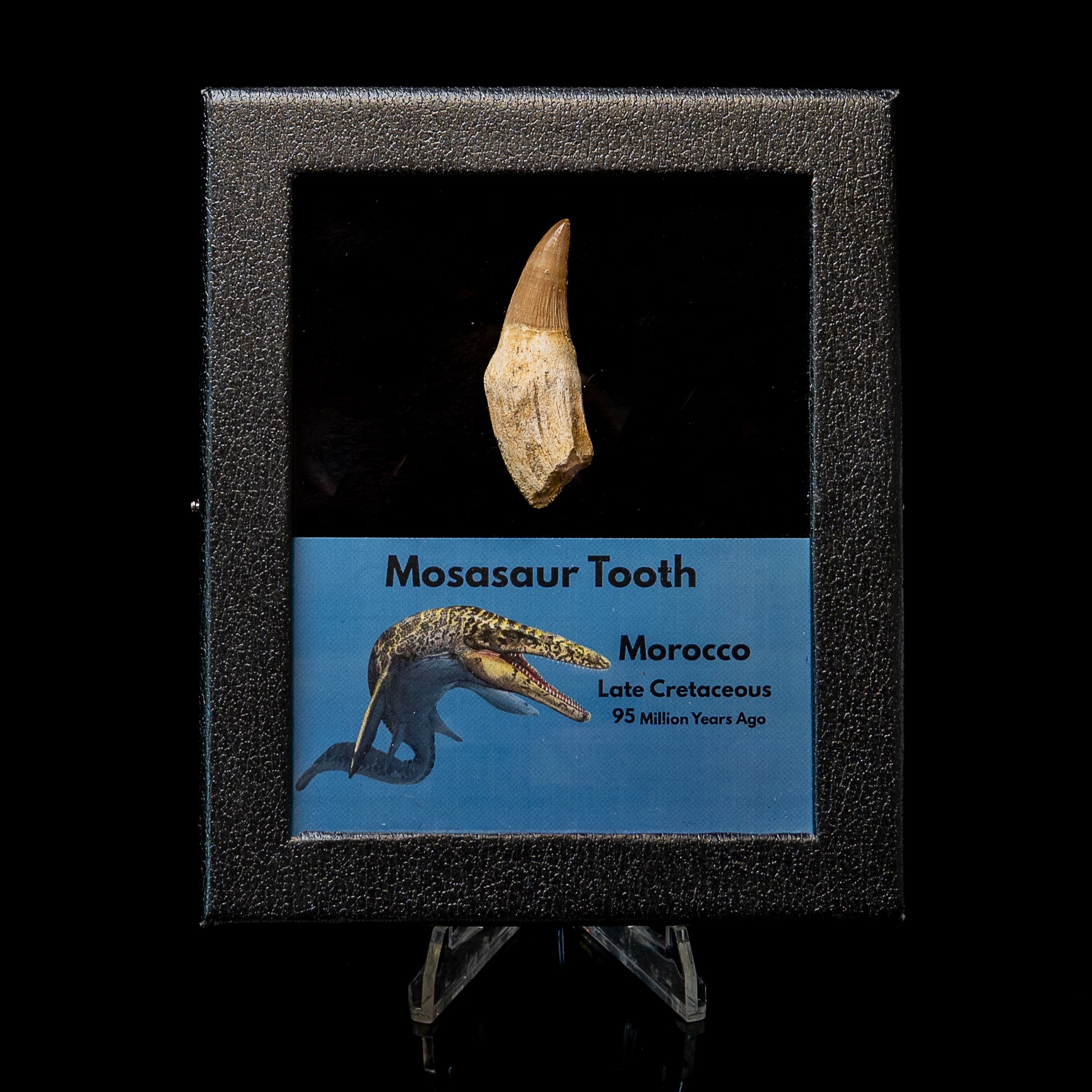 Rooted Mosasaurus Tooth