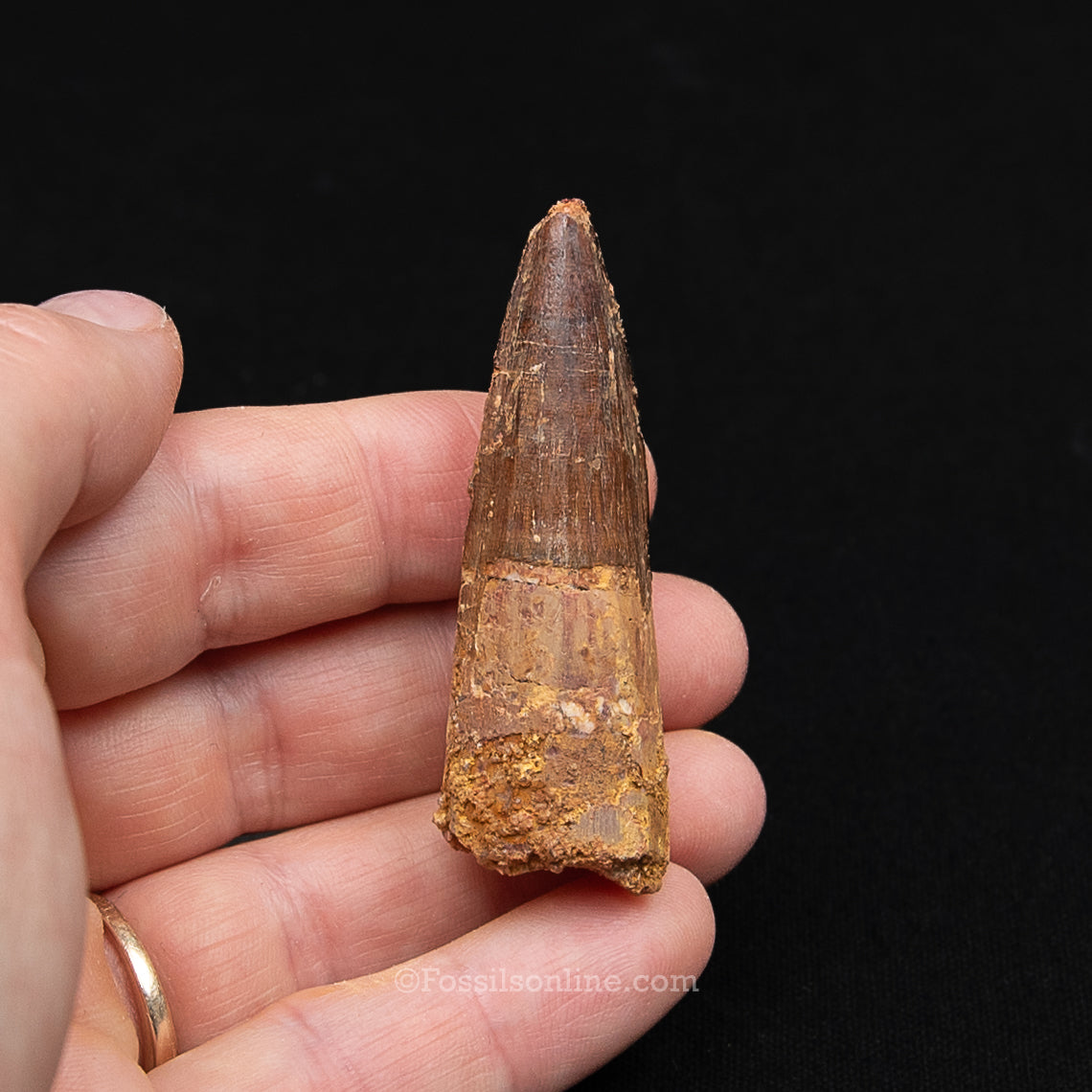 Spinosaurus Dinosaur Tooth Med Case