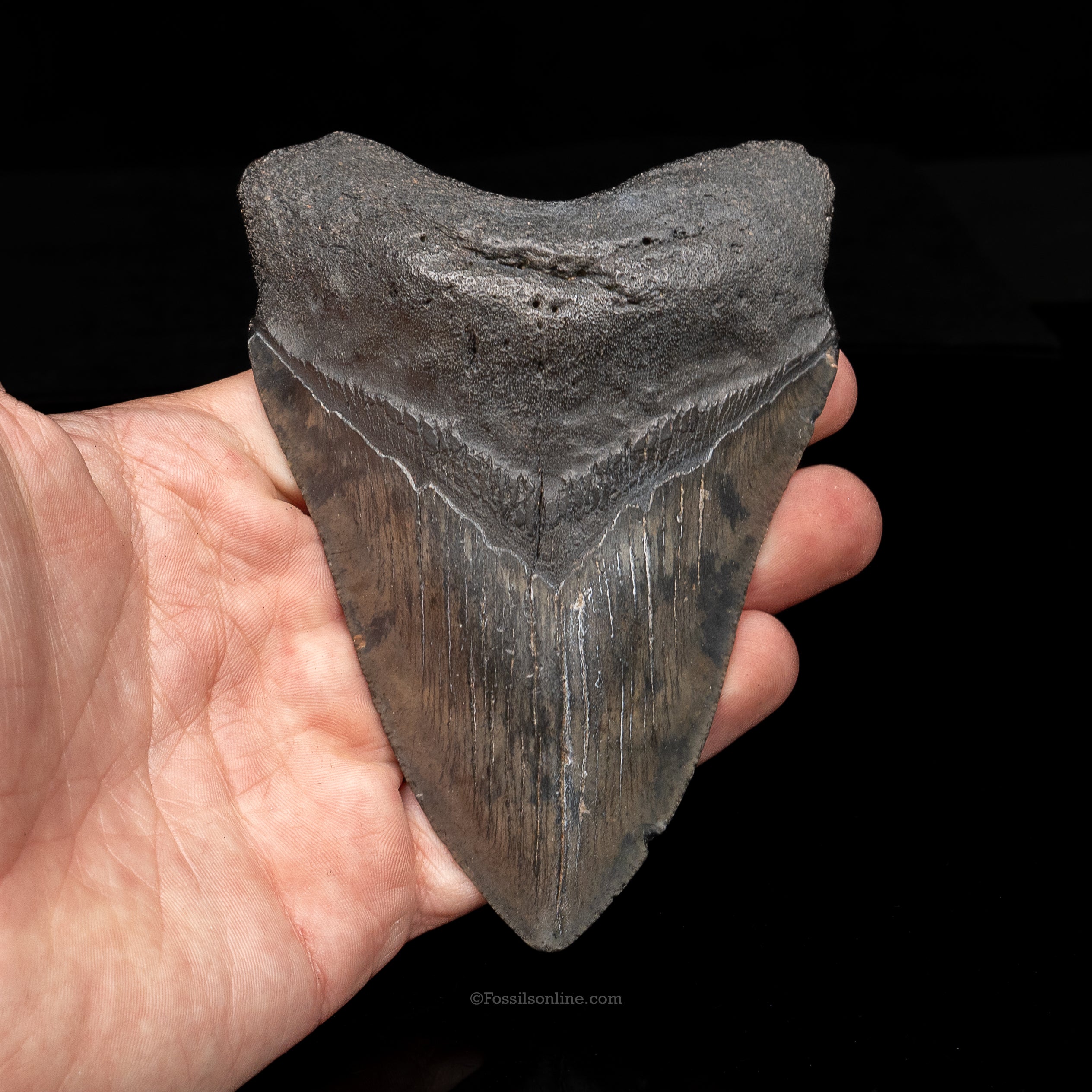 South Carolina Megalodon 4.61"