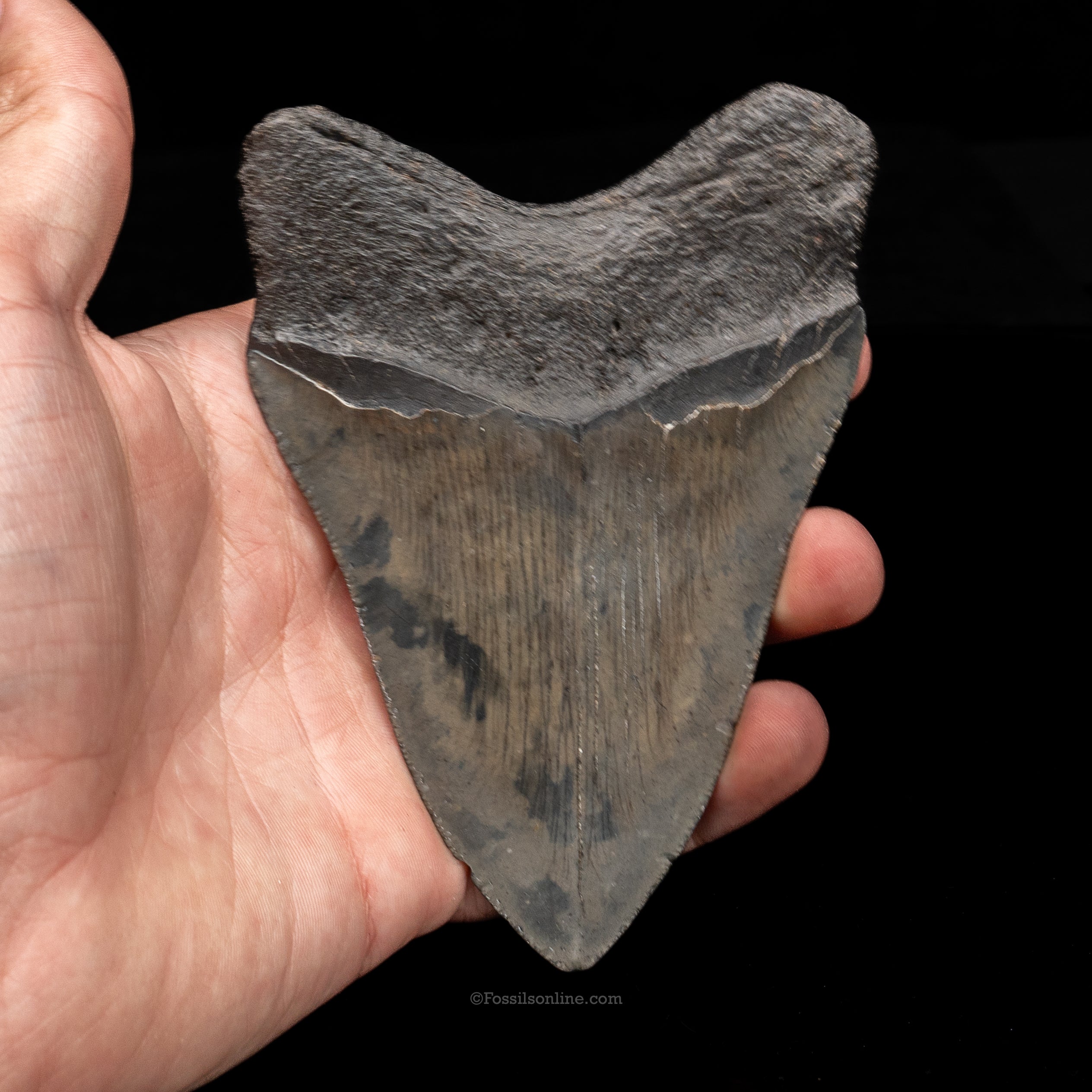 South Carolina Megalodon 4.61"