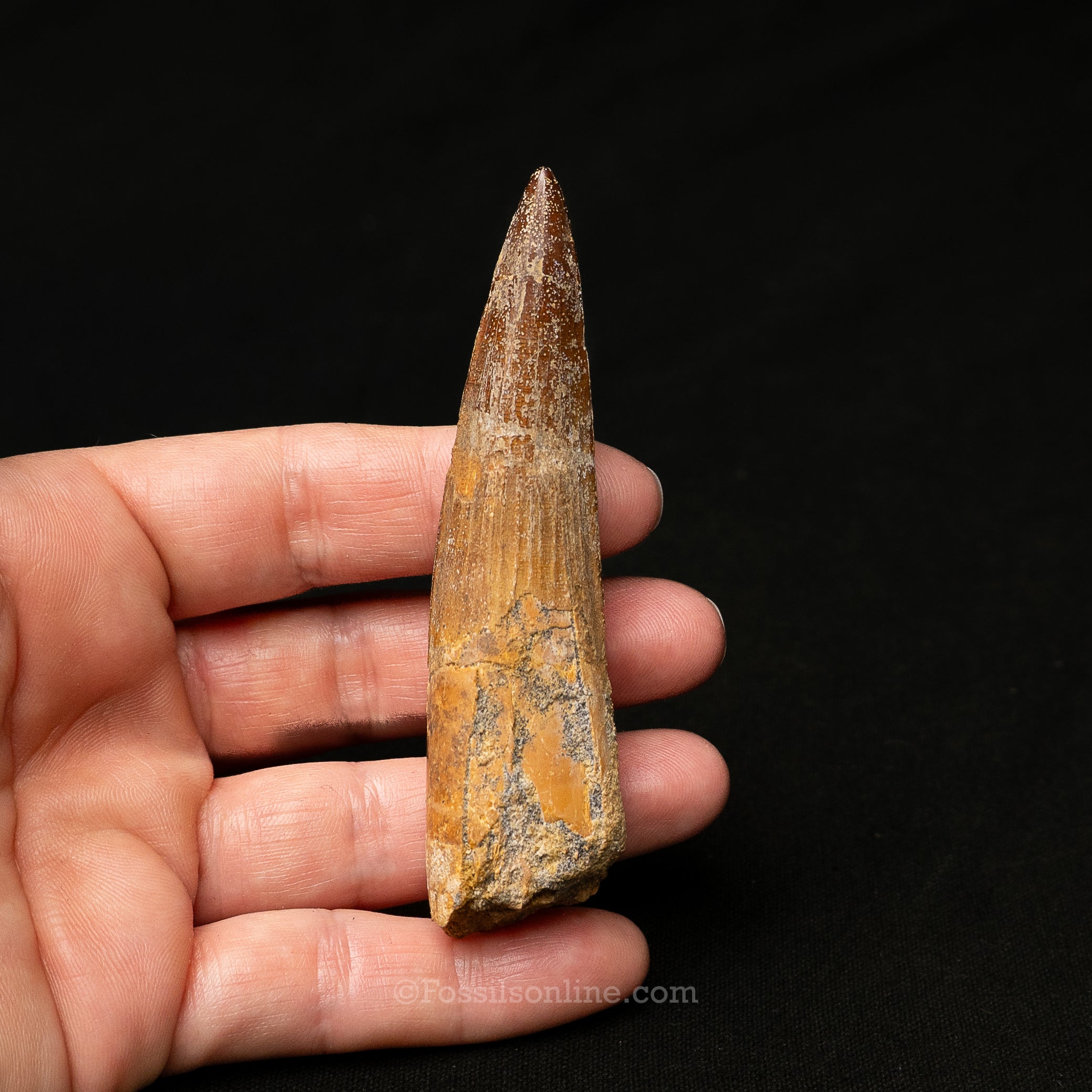 Spinosaurus Dinosaur Tooth in Lg Case