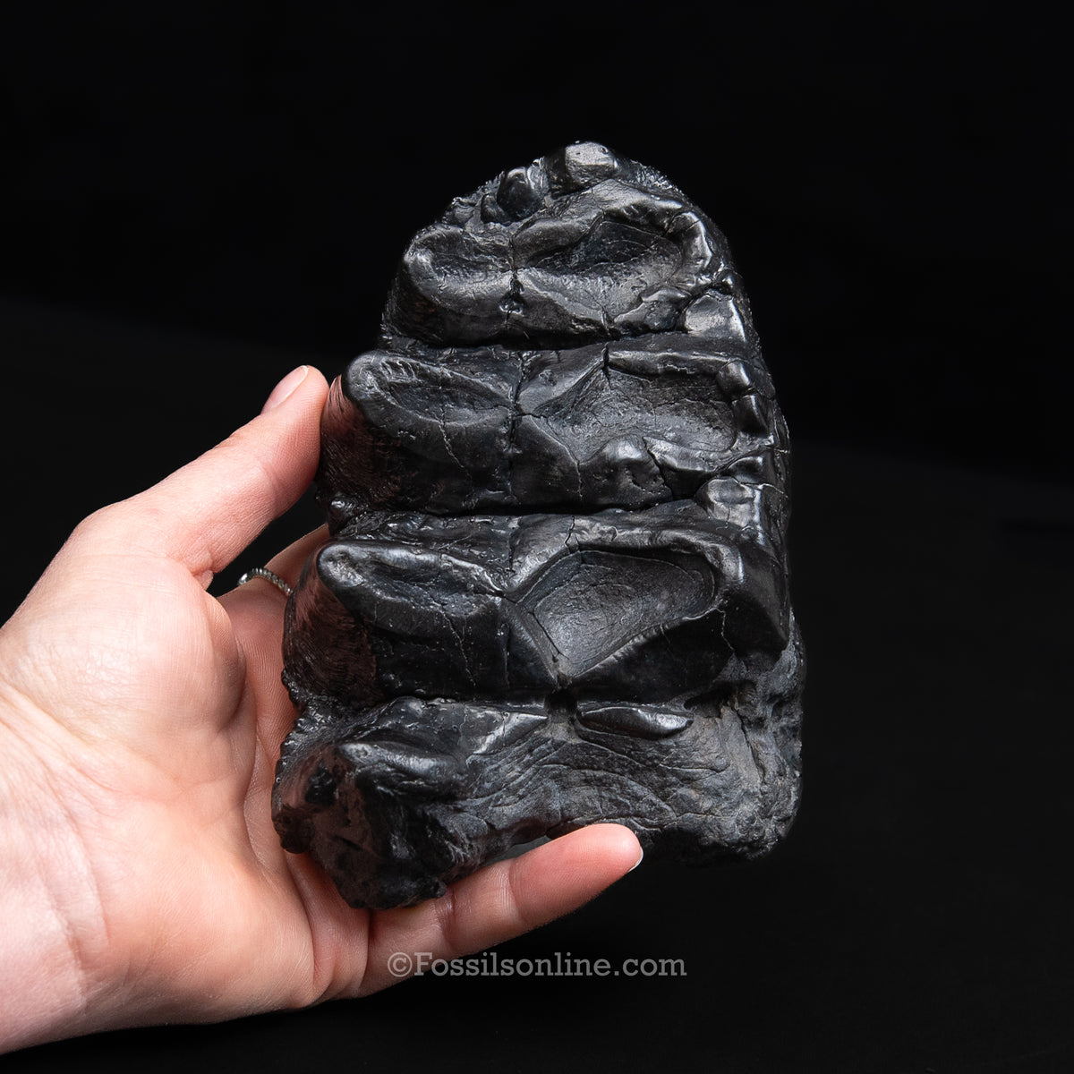 South Carolina Partial Mastodon Tooth