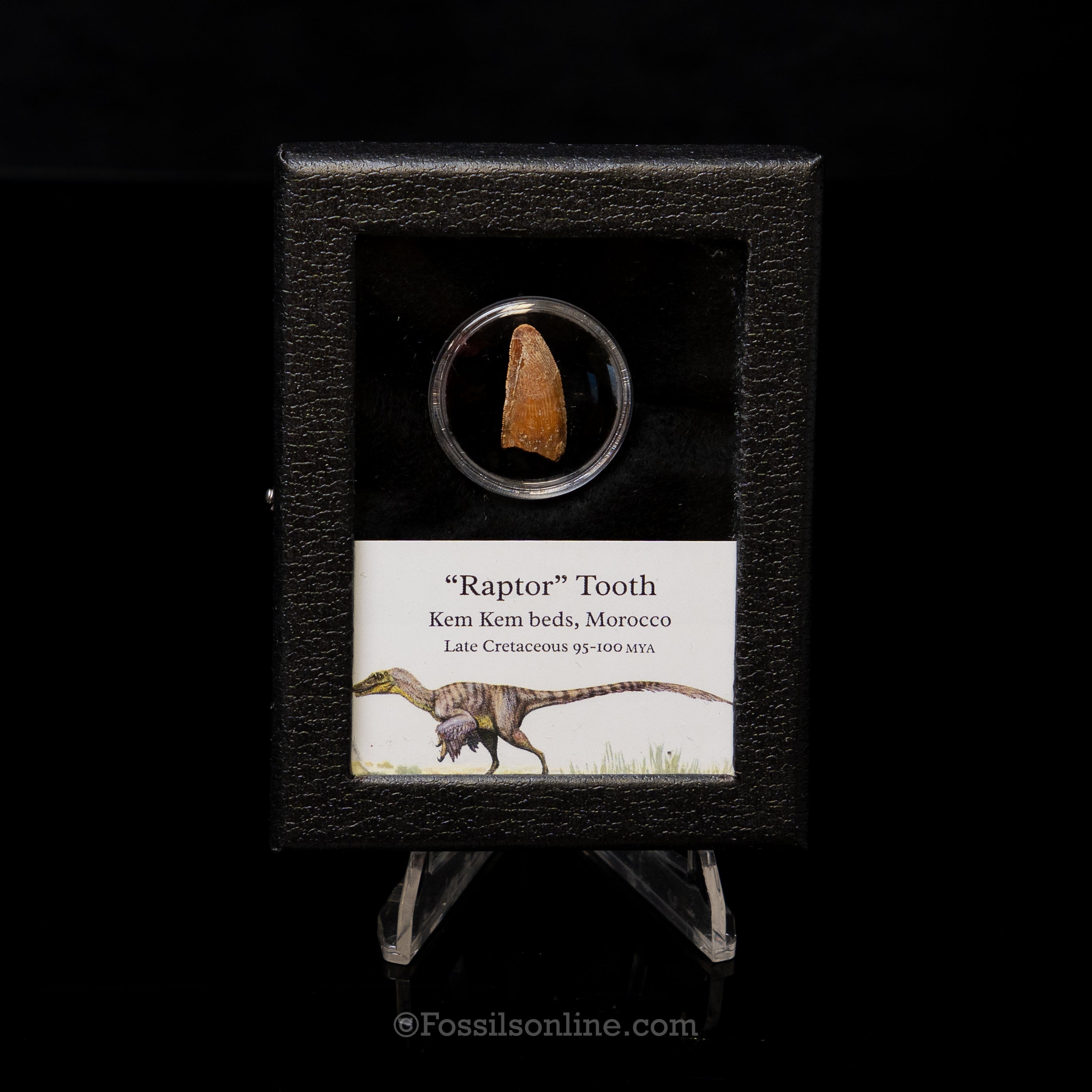 Theropod Dinosaur Tooth "Raptor" in a sm display case