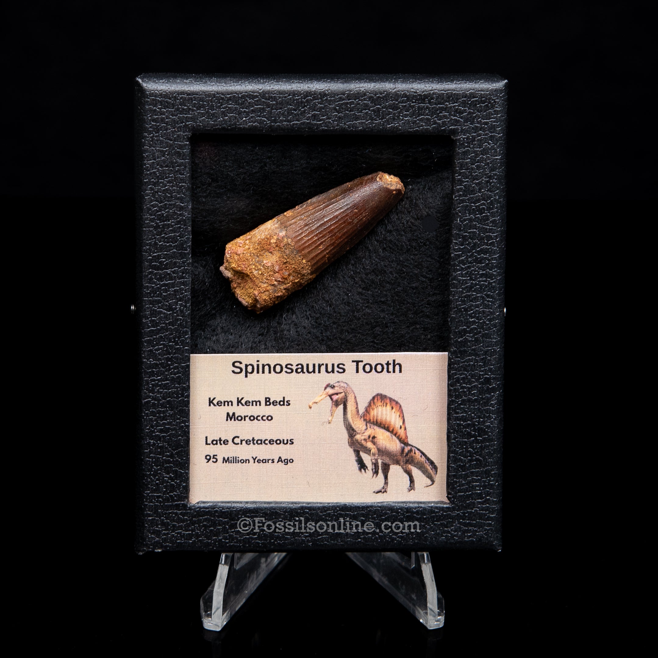 Spinosaurus Dinosaur Tooth Sm Case