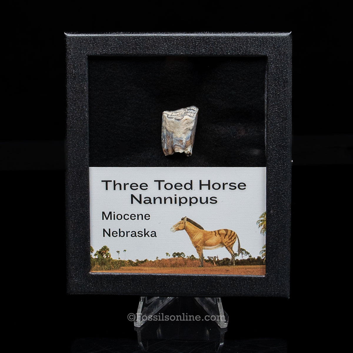 Three Toed Horse Tooth in a Med Case