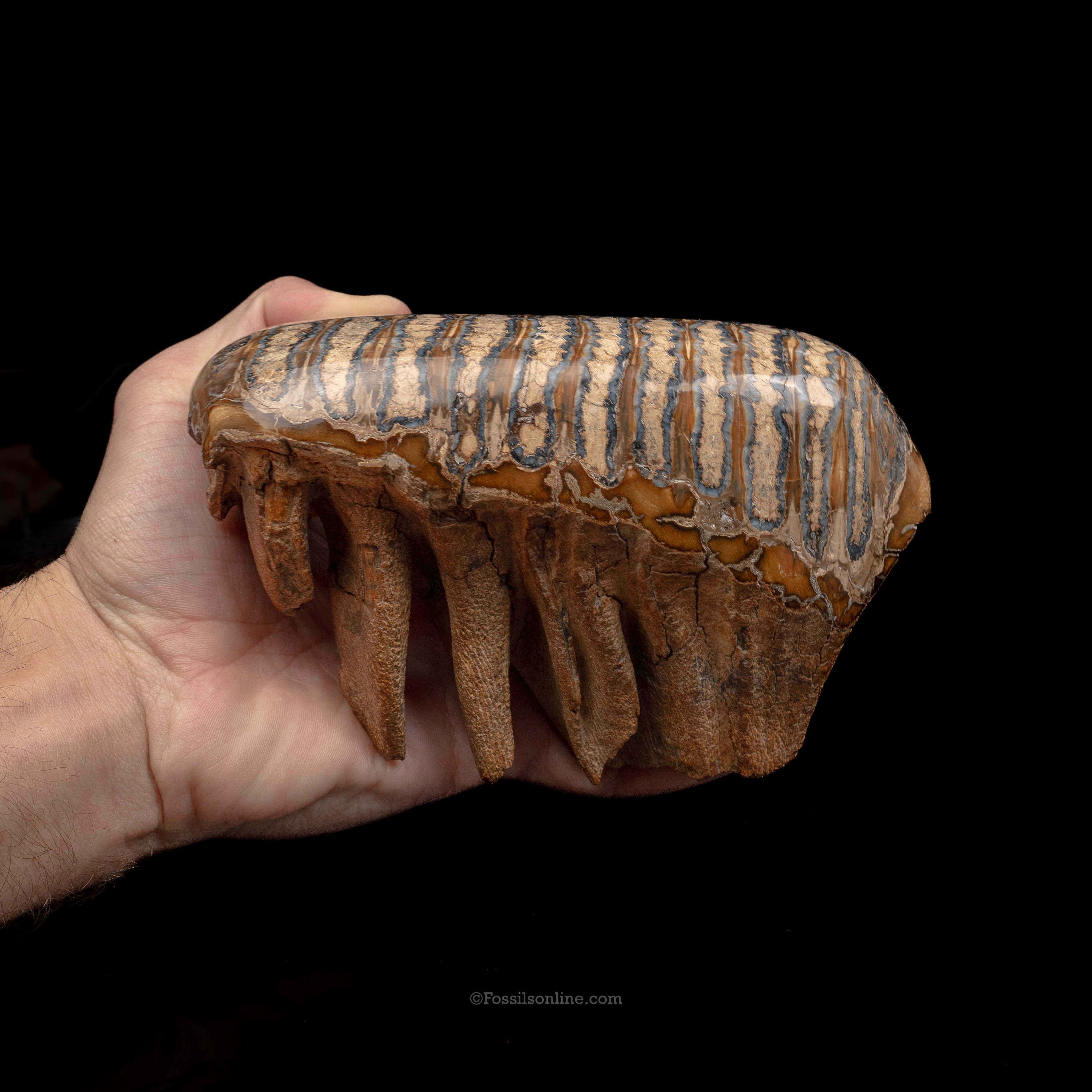 Polished Woolly Mammoth Tooth