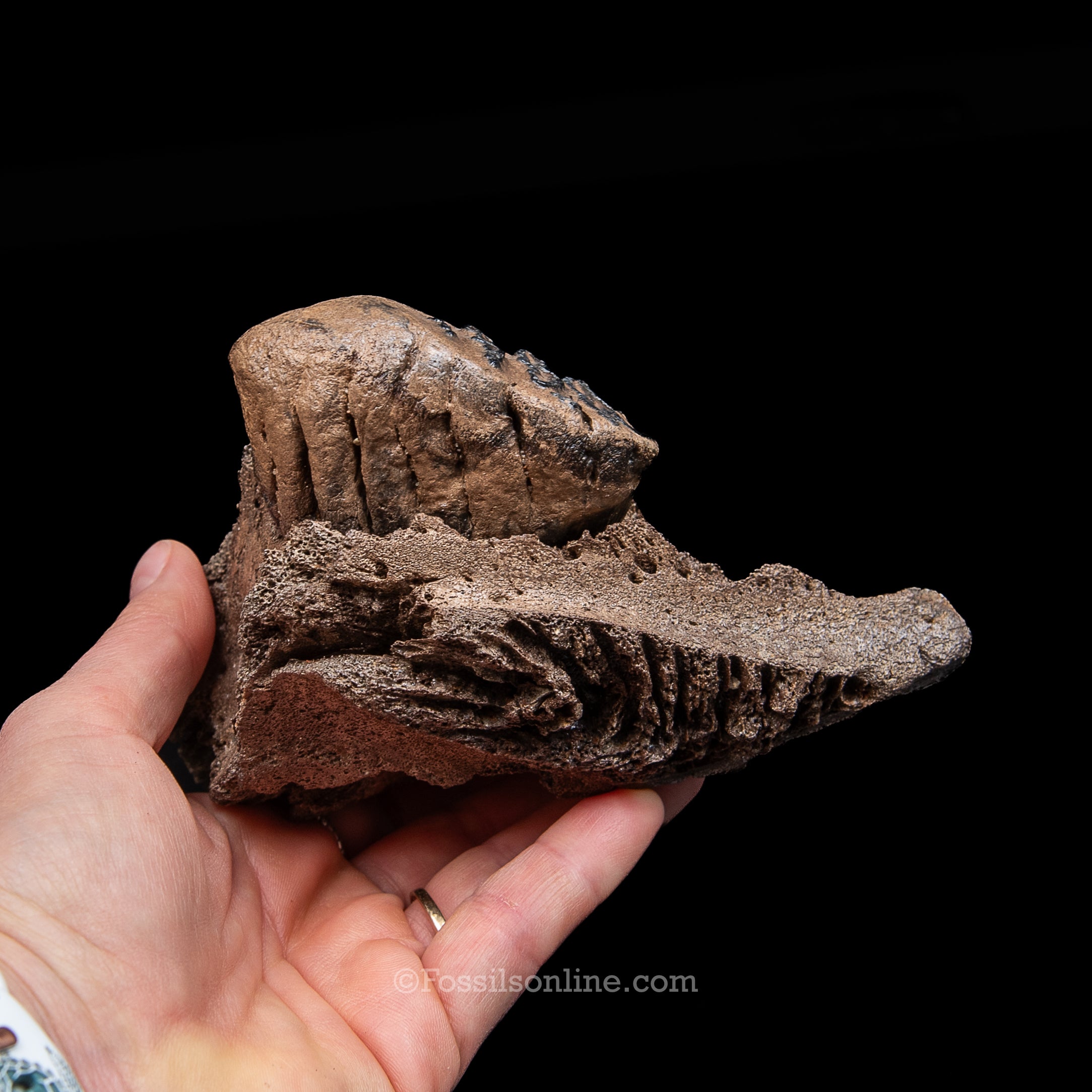 Juvenile Woolly Mammoth Molar in Maxilla Fragment
