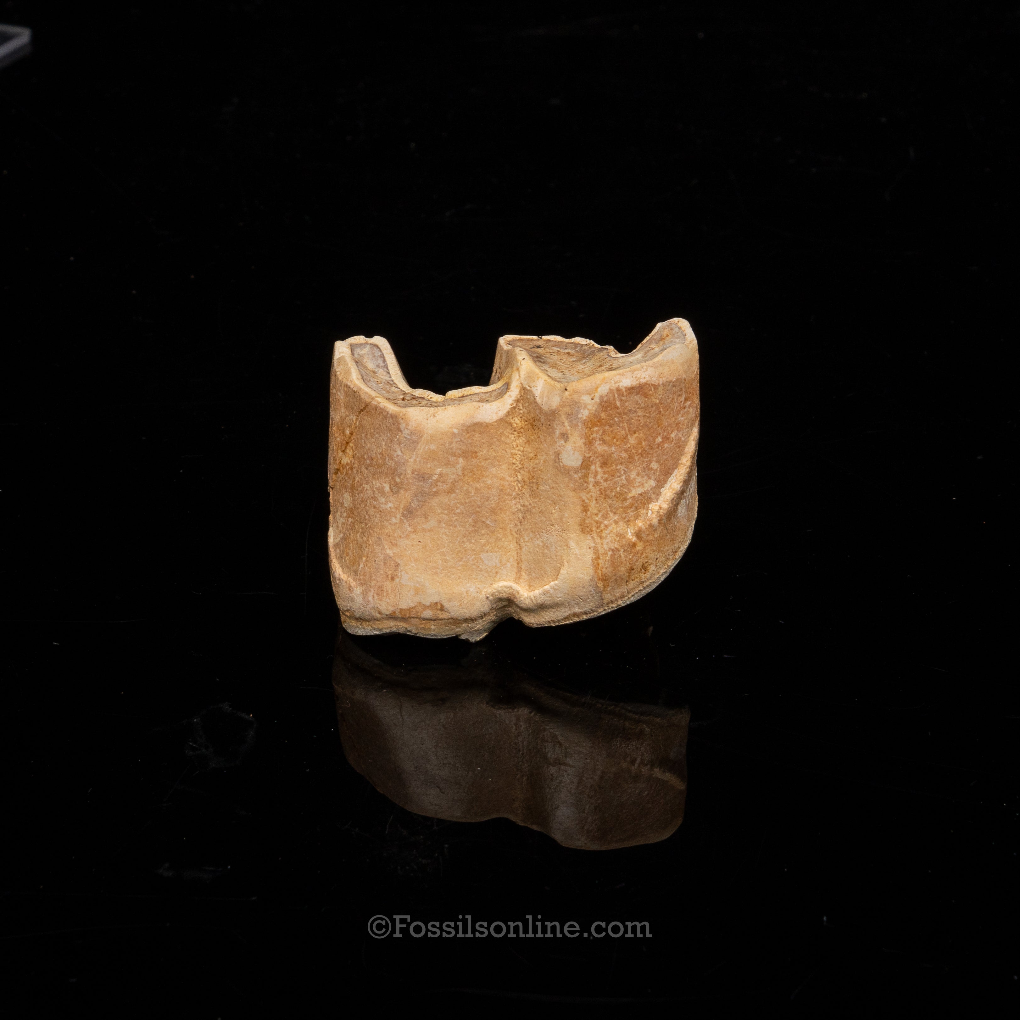 Rare Rhino tooth