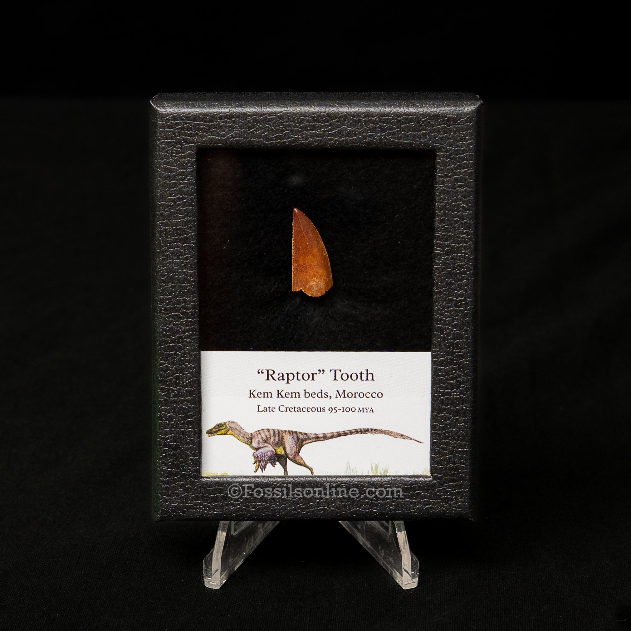 Choice Theropod Dinosaur Tooth "Raptor" in a sm display case