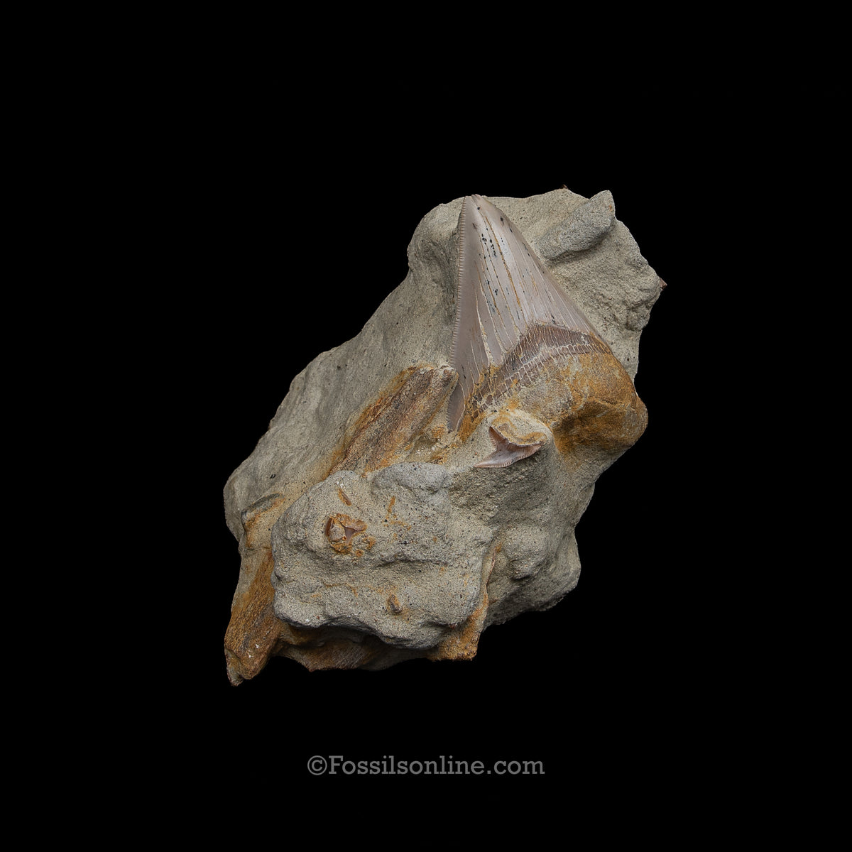 Genuine Prehistoric Fossil Tooth — MEG 3.77" in Matrix , Bakersfield CA