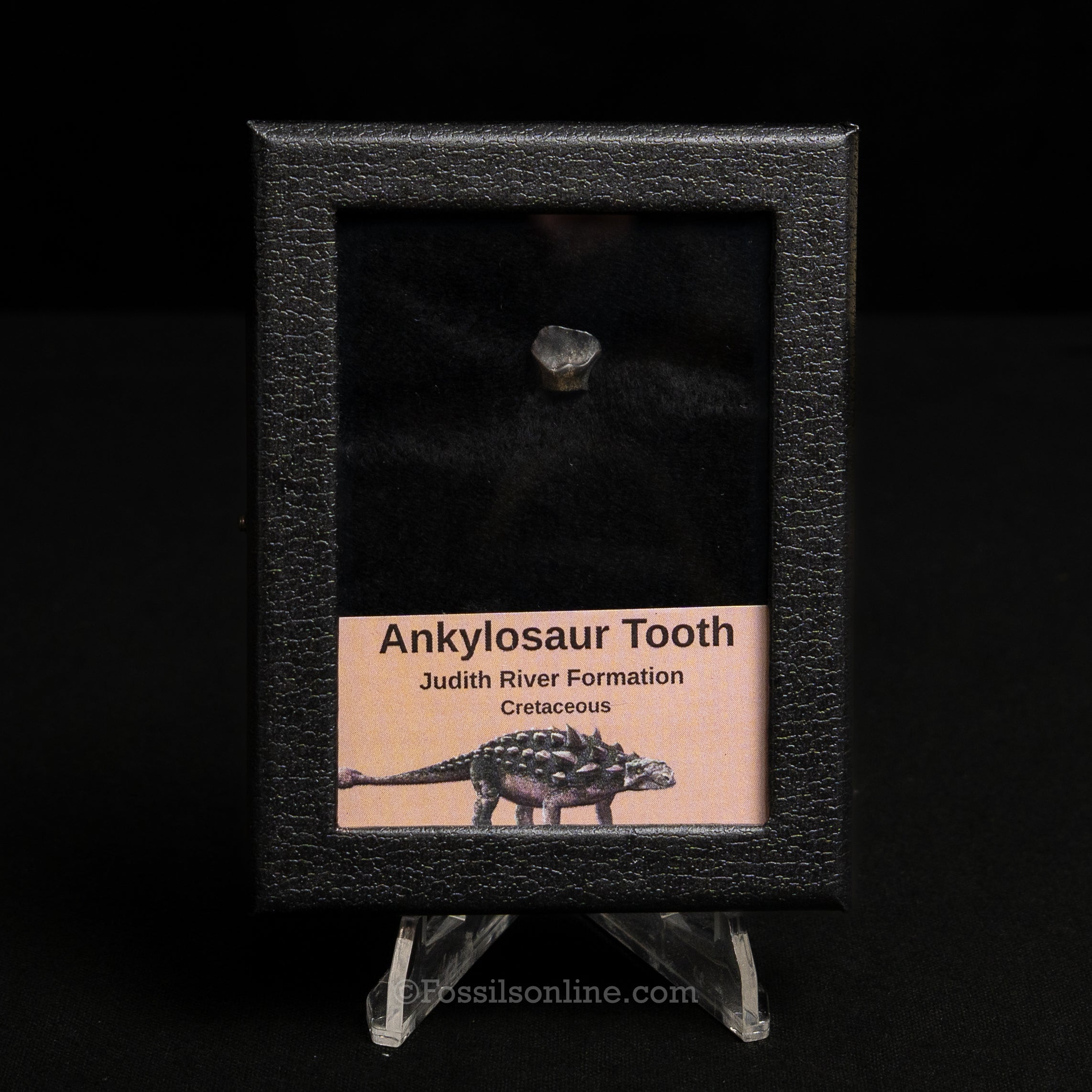 Ankylosaur Tooth In SM Display Case