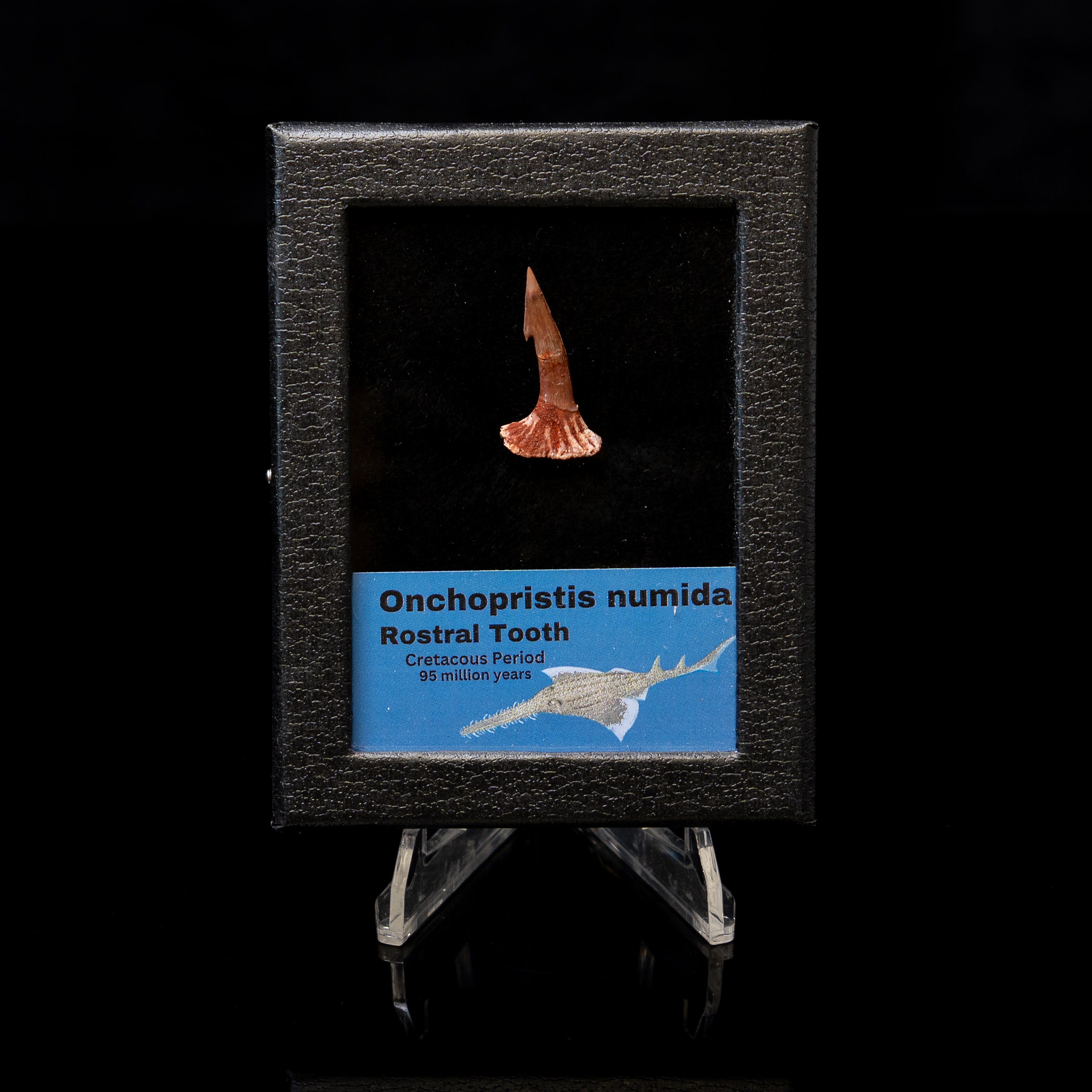 Onchopristis Tooth in a SM display case