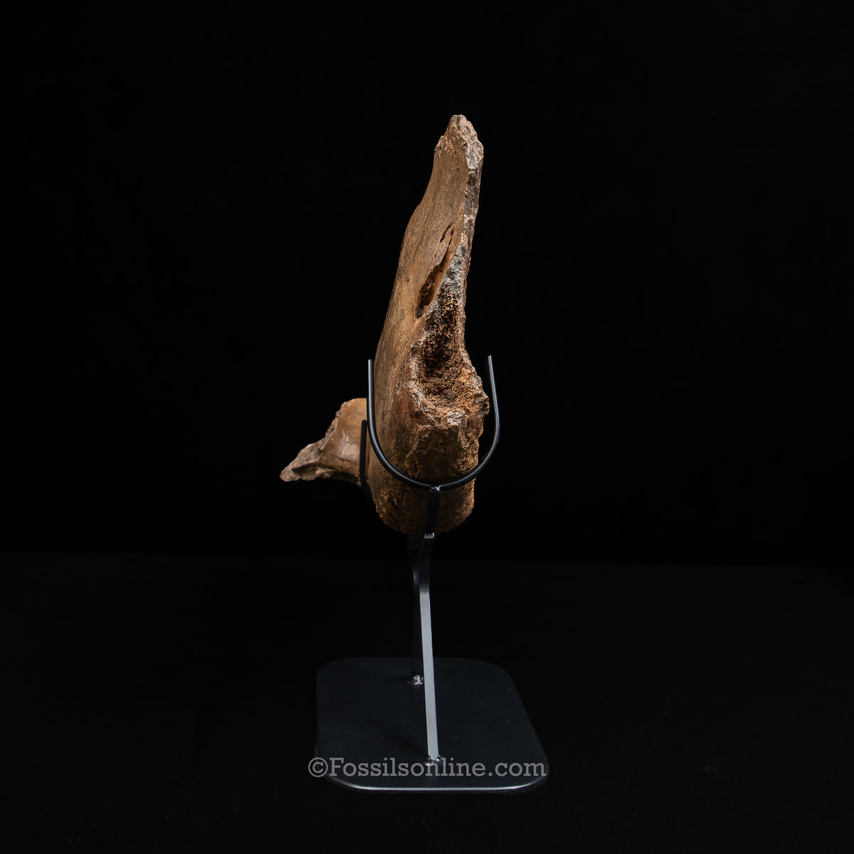 Woolly Rhino Jaw