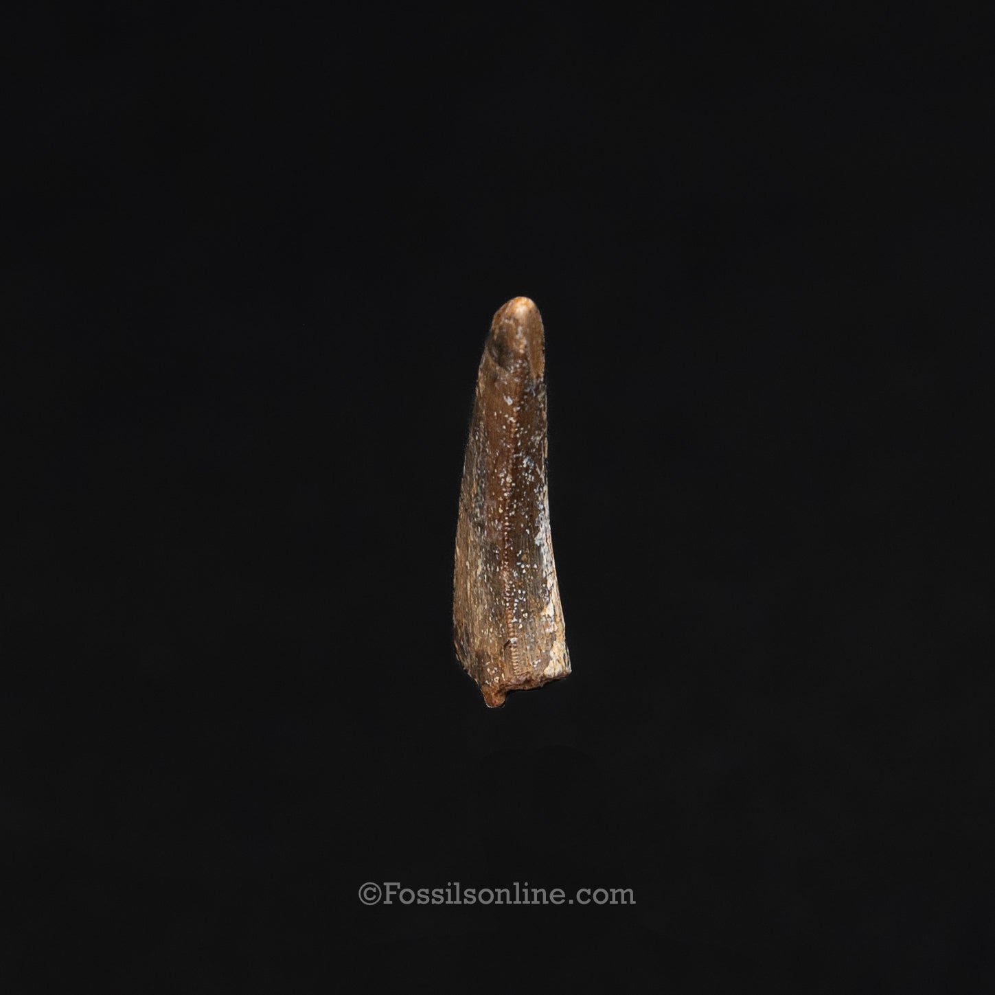 Authentic Nanotyrannus Tooth in a Case Lance Formation, Wyoming