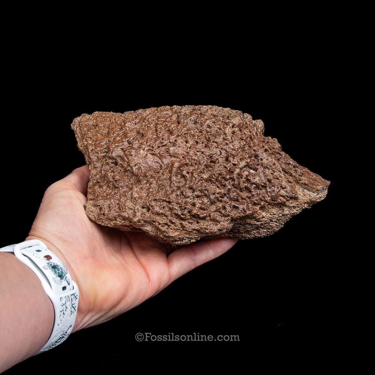 Woolly Rhino Snout
