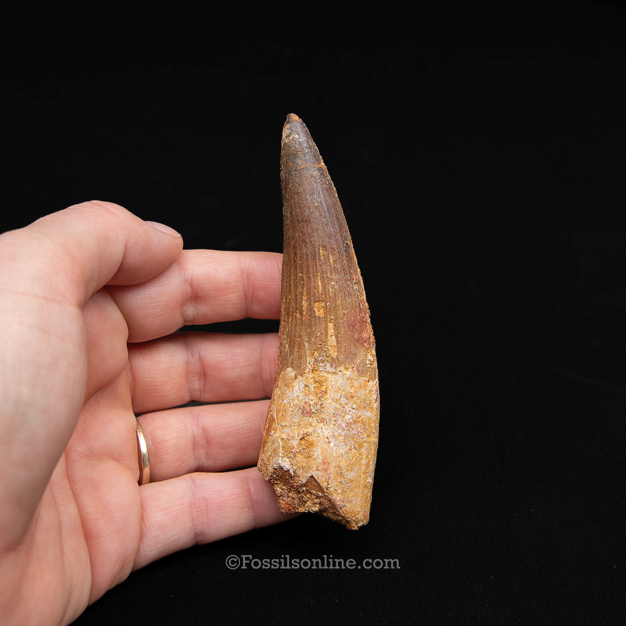 XL Spinosaurus Dinosaur Tooth Lg Case
