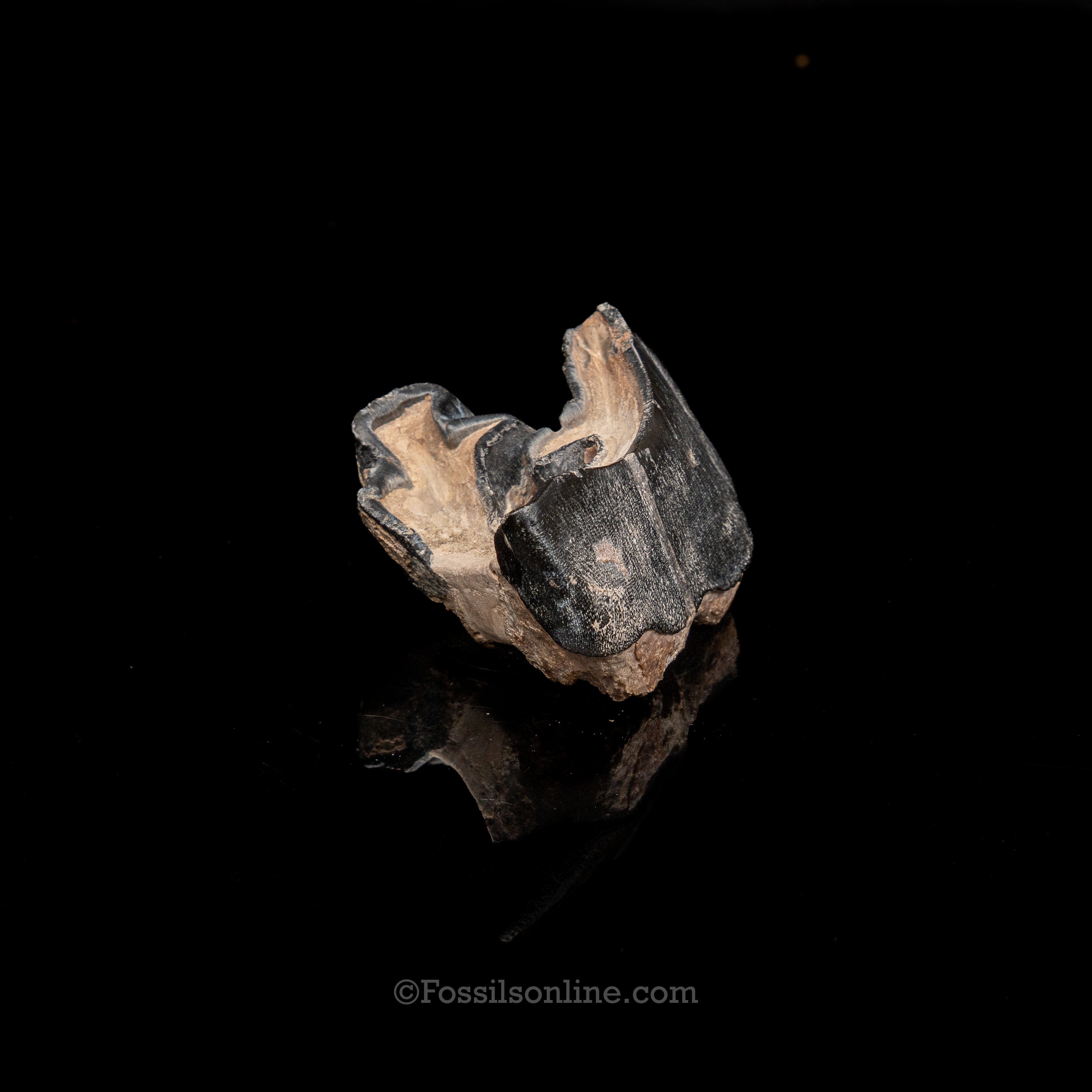 Bone Valley Rhino tooth