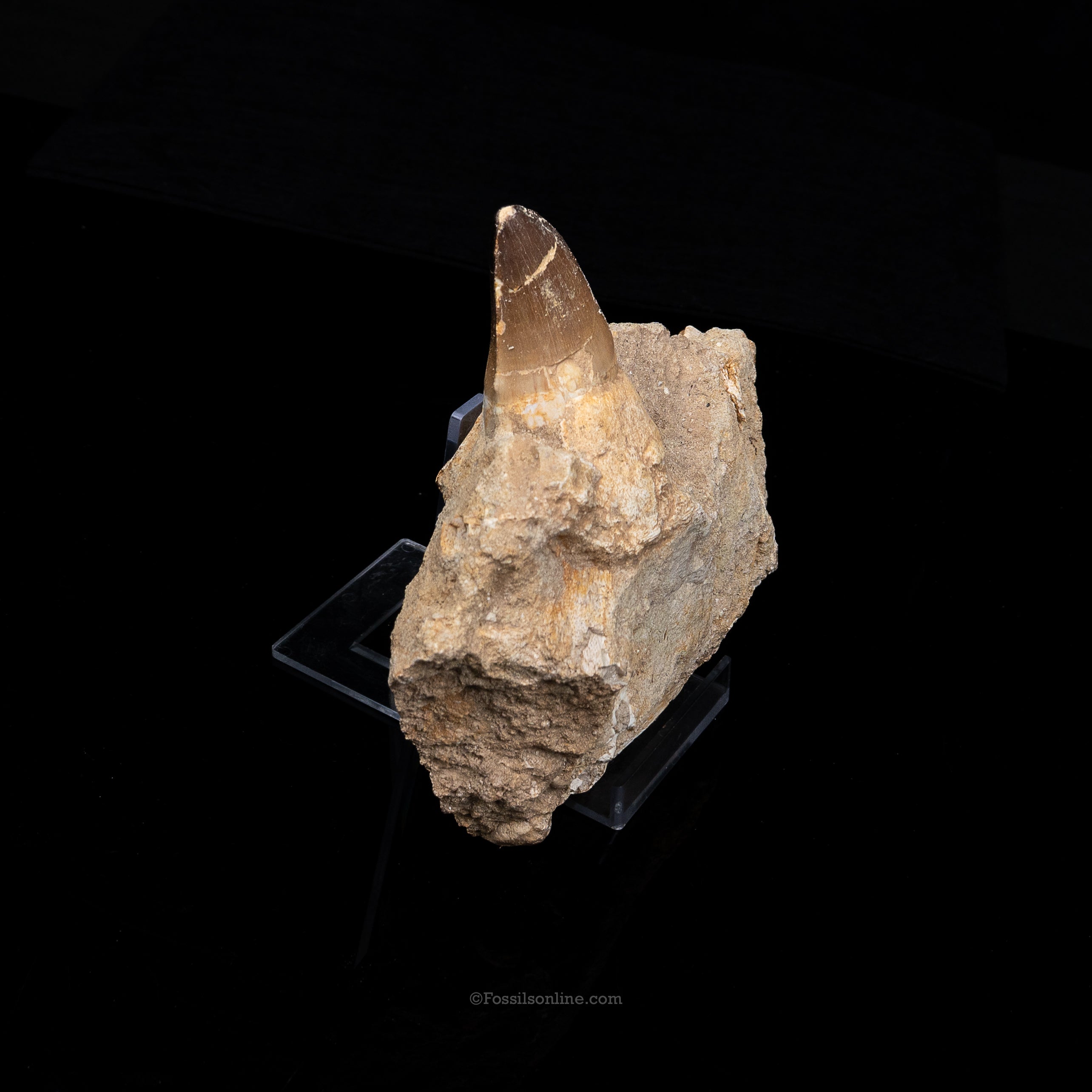 Mosasaur Jaw in Matrix