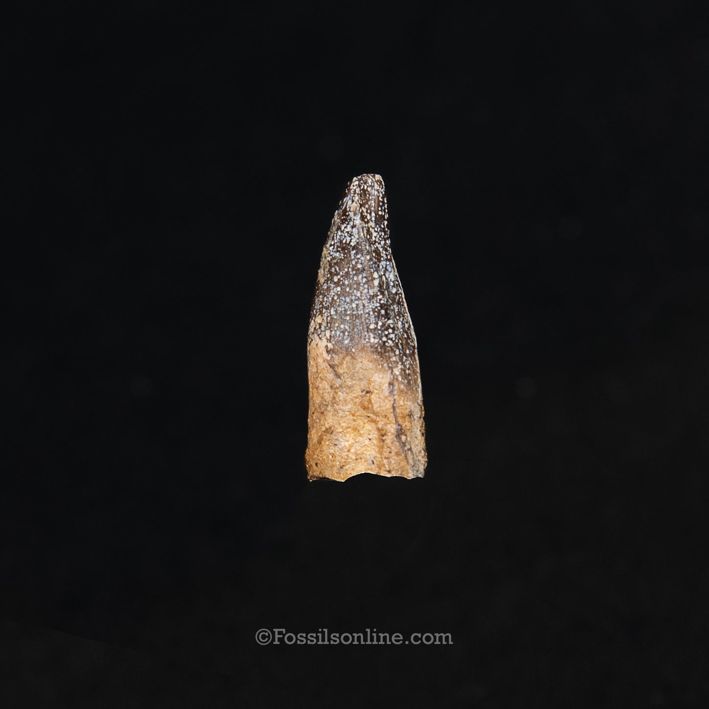 Authentic Nanotyrannus Premax tooth in a Case Lance Formation, Wyoming