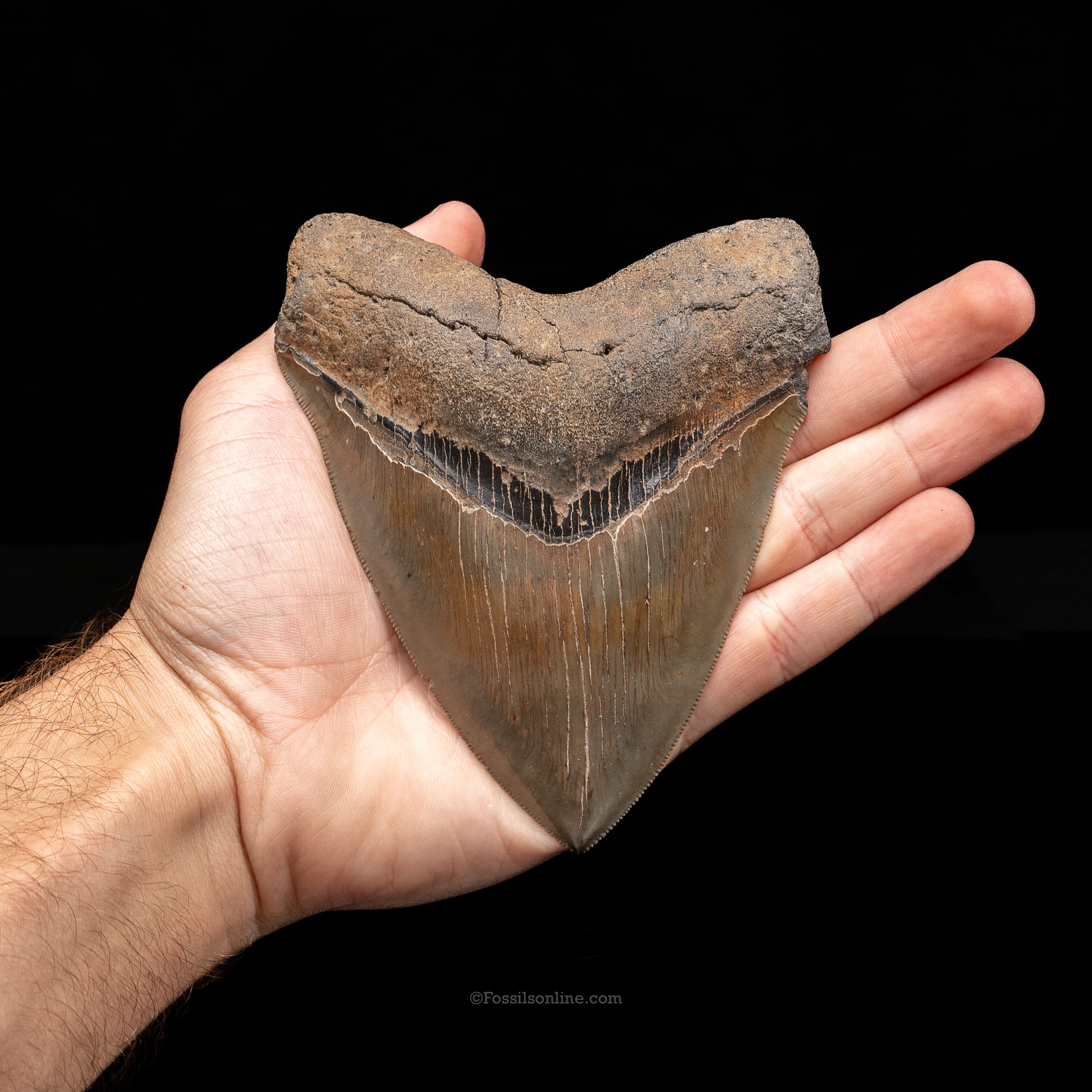 North Carolina Megalodon 5.15"