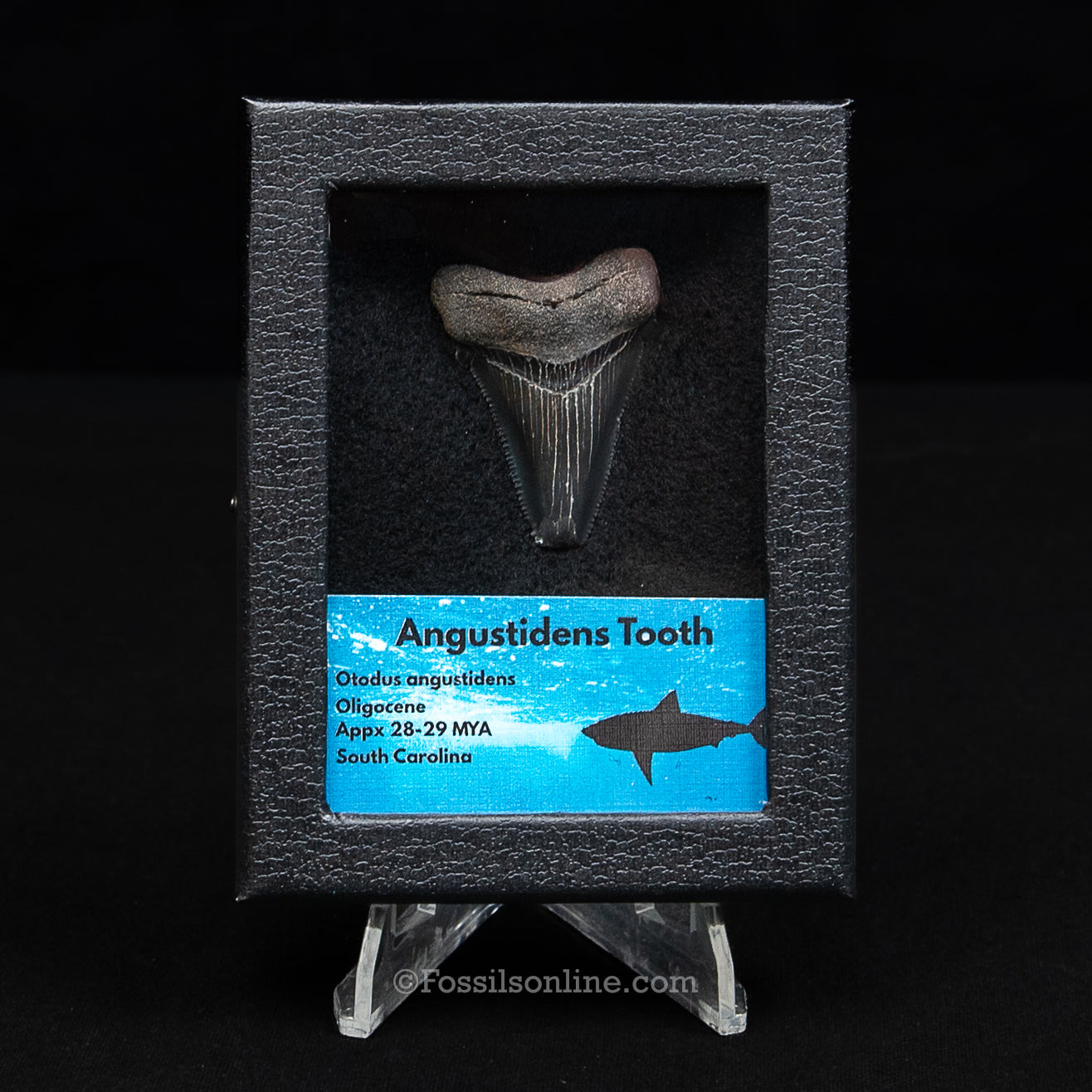SC Angustidens Sm Case