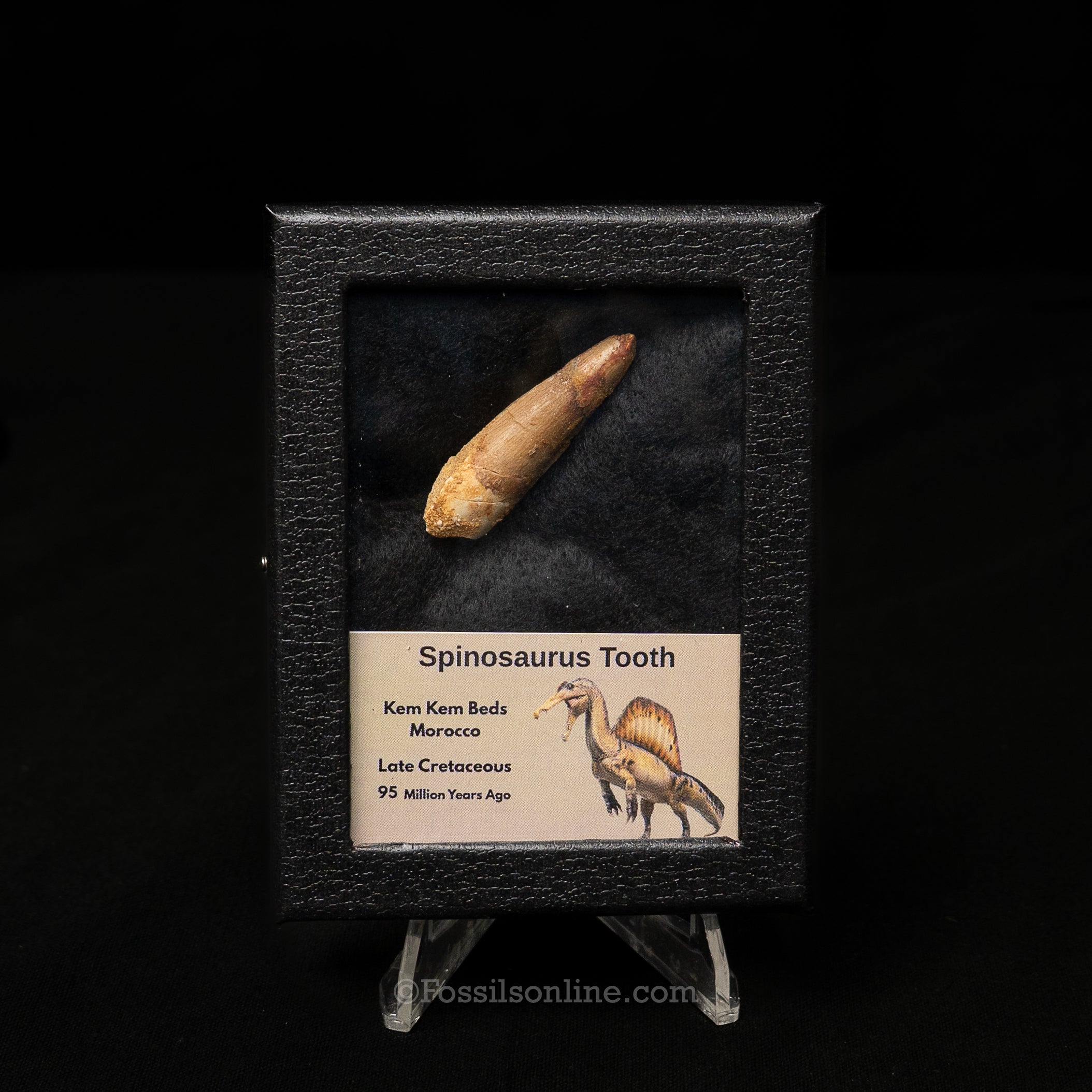 Spinosaurus Dinosaur Tooth Sm Case