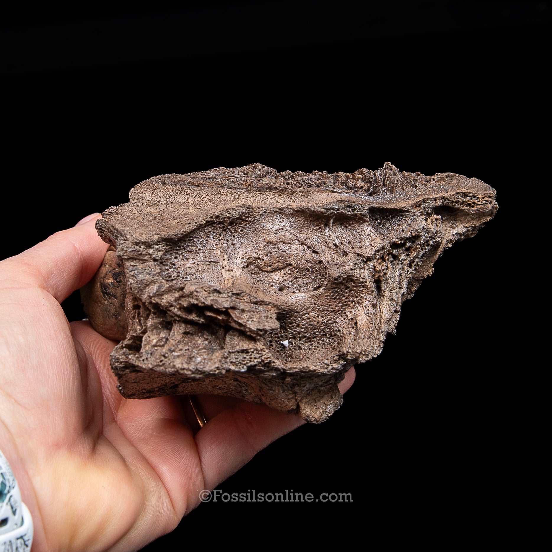 Juvenile Woolly Mammoth Molar in Maxilla Fragment