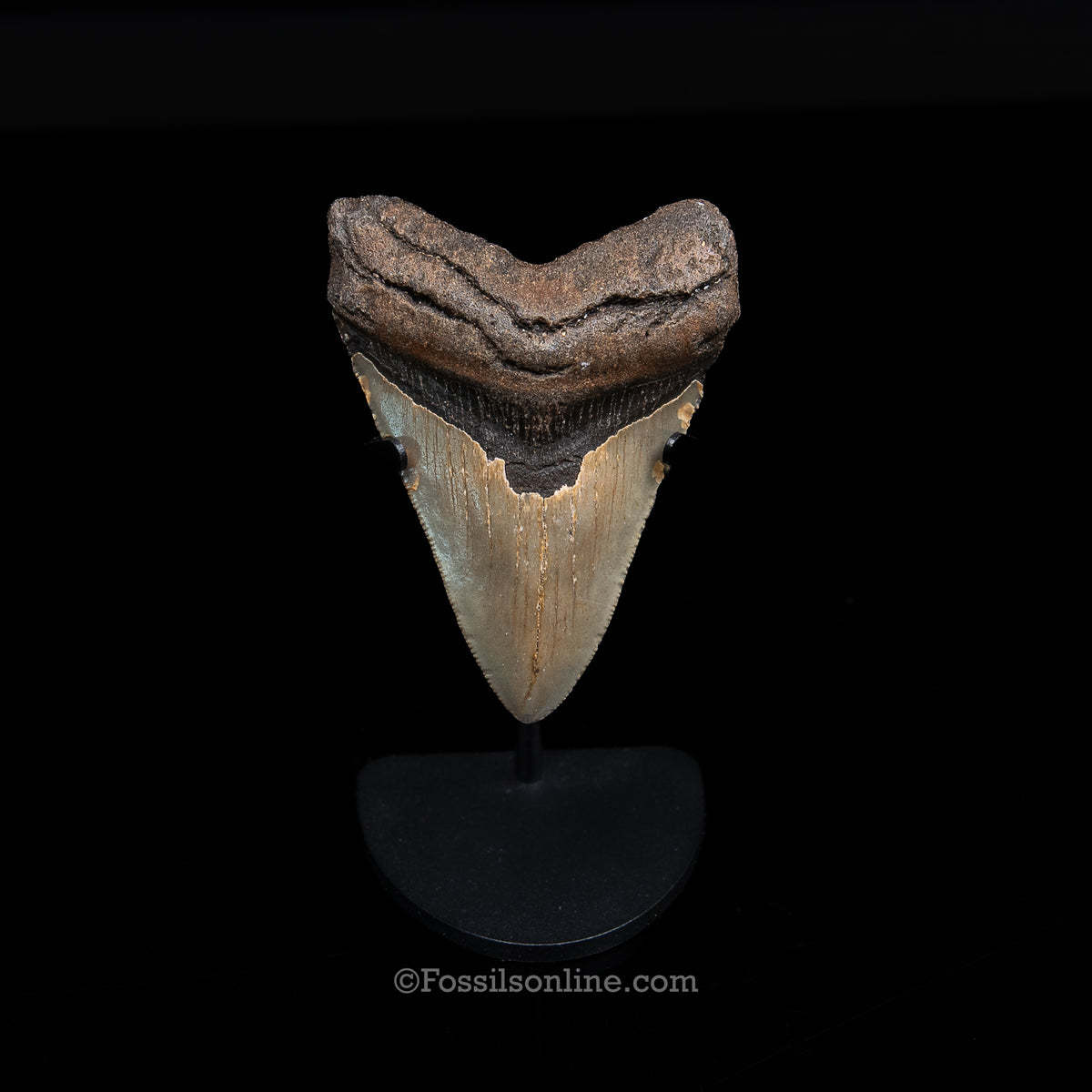 Genuine Prehistoric Fossil Tooth — Meg 3.48", North Carolina