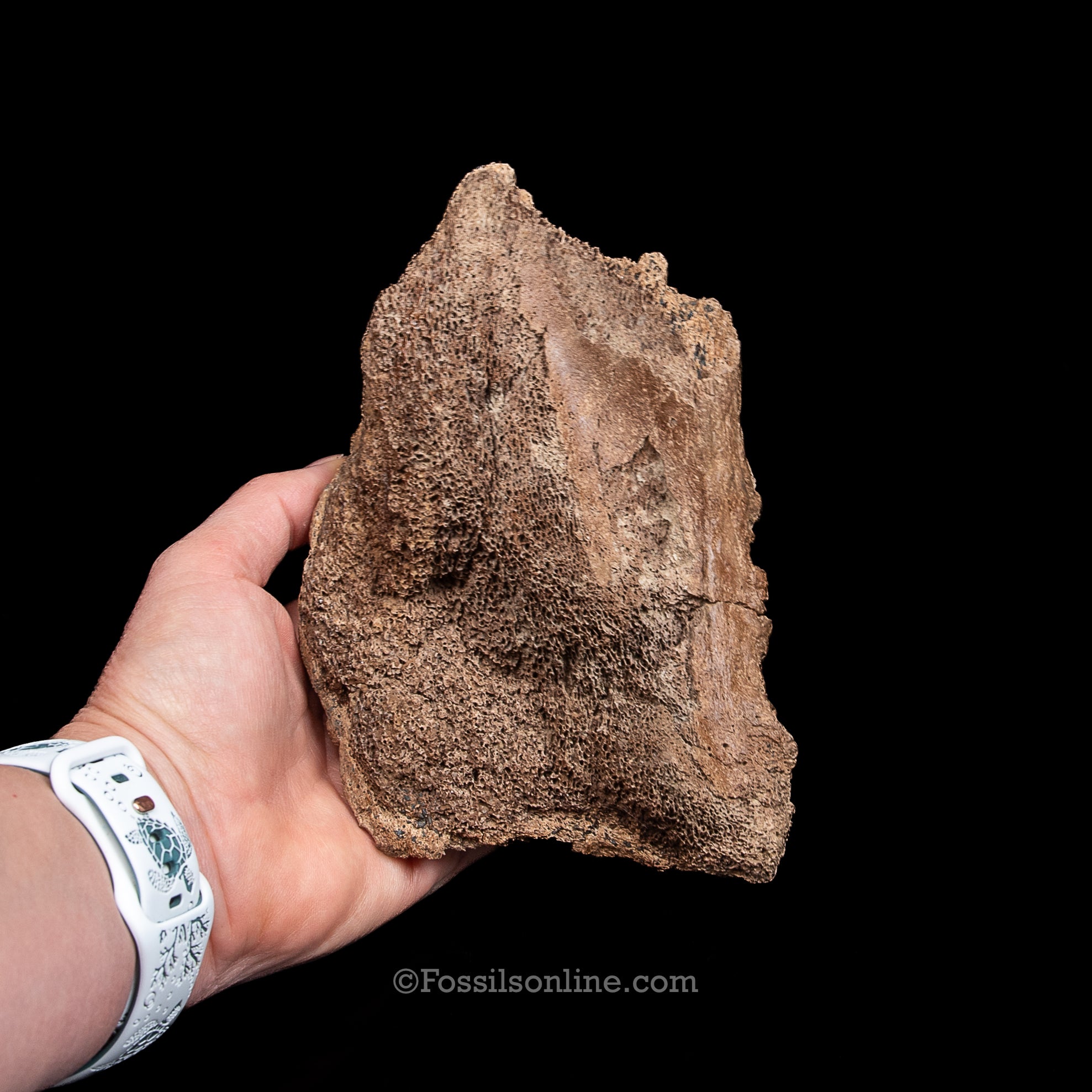Woolly Rhino Snout