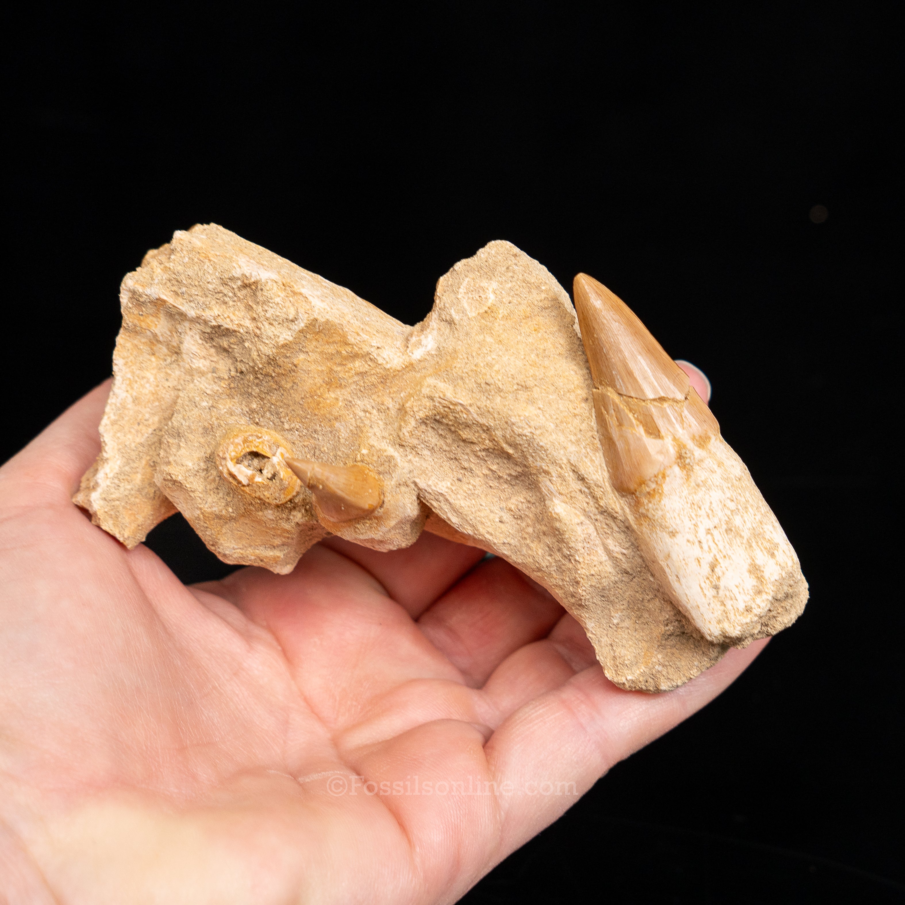 Mosasaurus Jaw in Matrix
