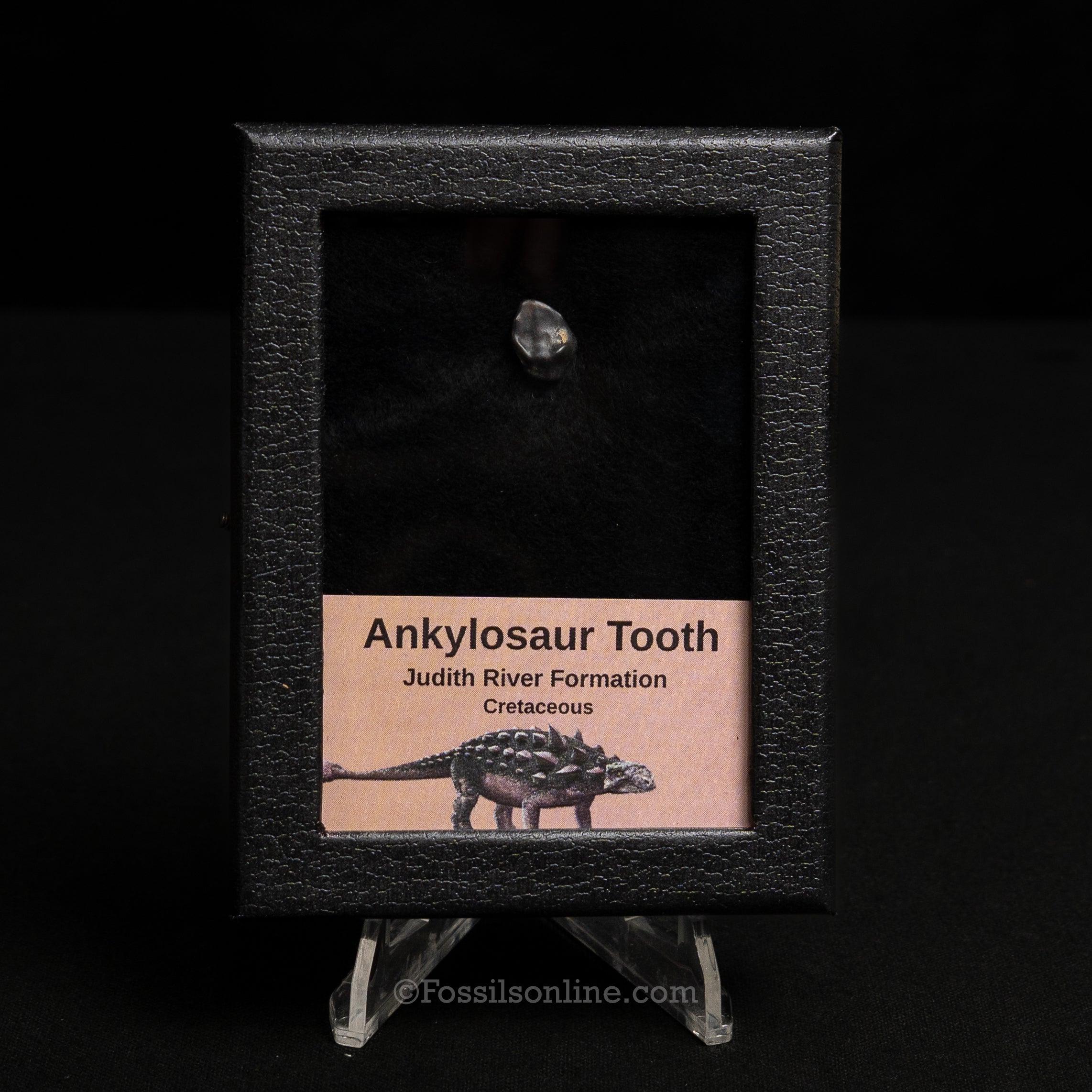 Ankylosaur Tooth In SM Display Case