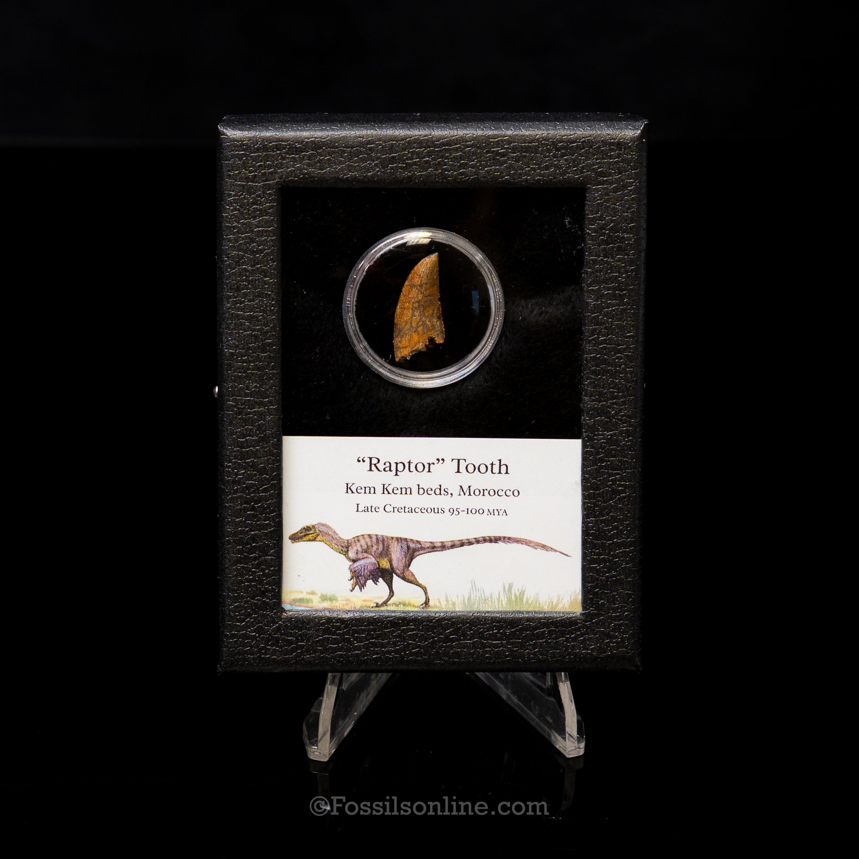 Theropod Dinosaur Tooth "Raptor" in a sm display case