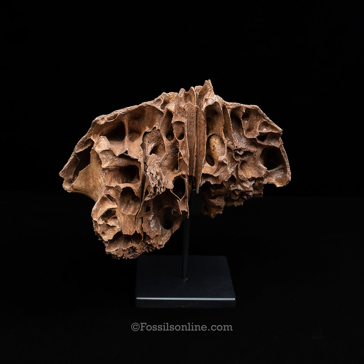 Juvenile Woolly Mammoth Maxilla on Display Stand
