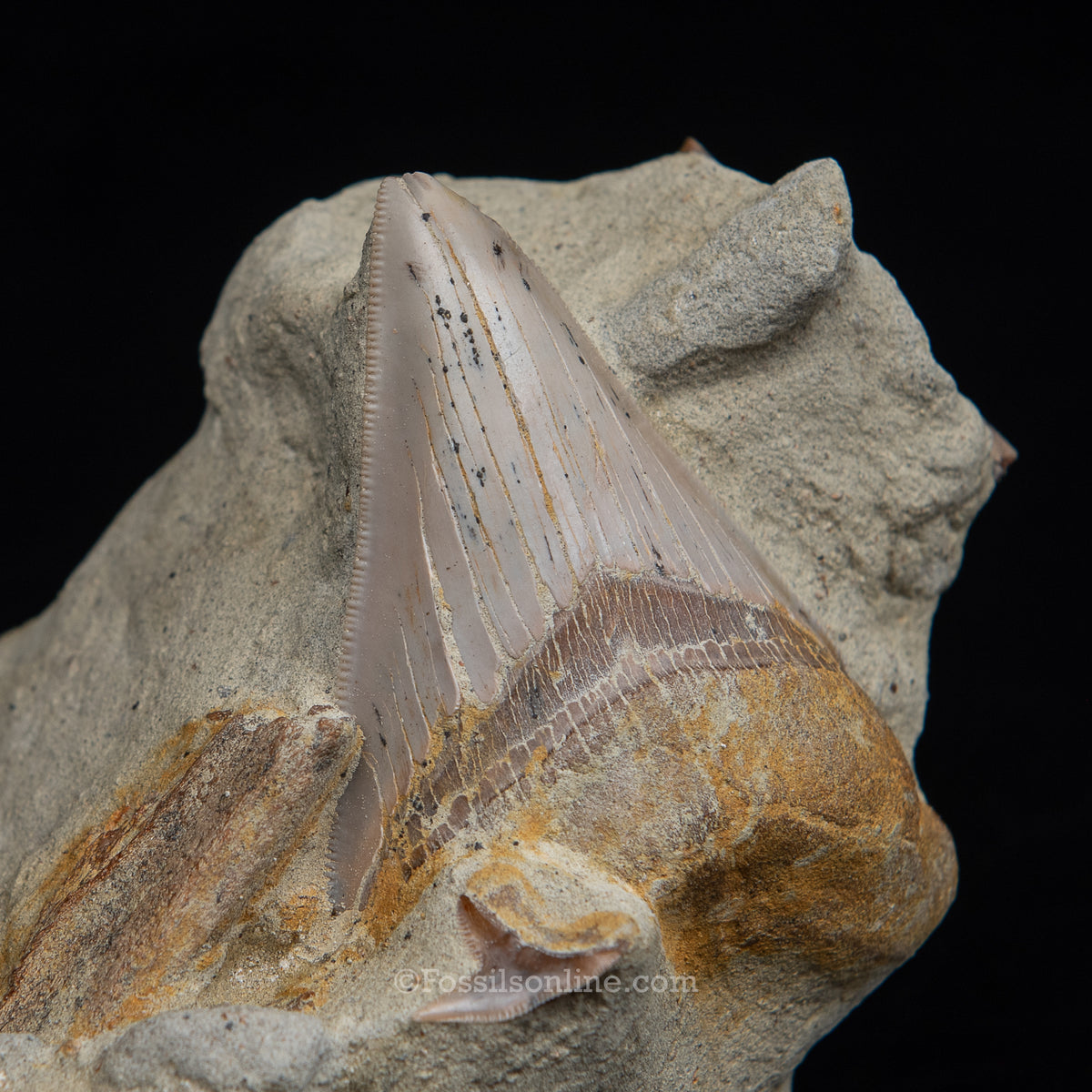 Genuine Prehistoric Fossil Tooth — MEG 3.77" in Matrix , Bakersfield CA