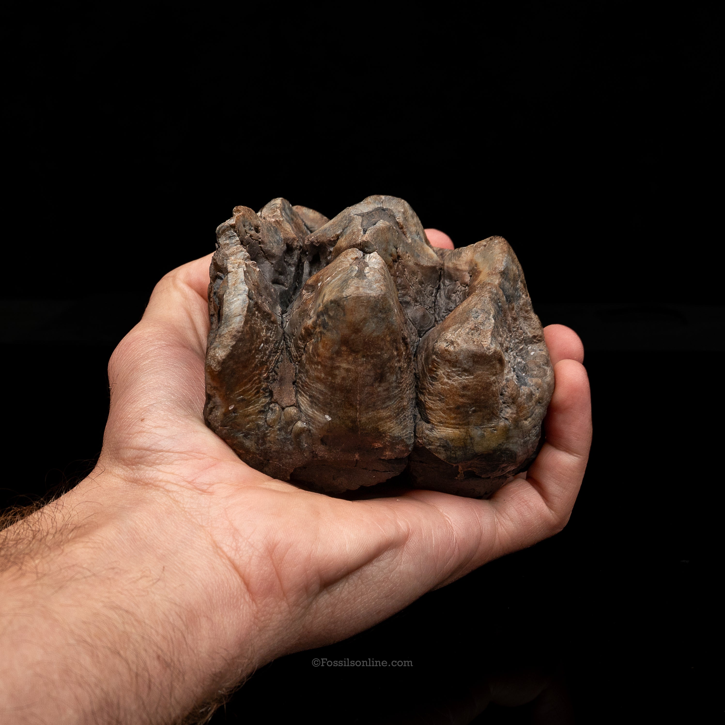 Mastodon Tooth w/stand