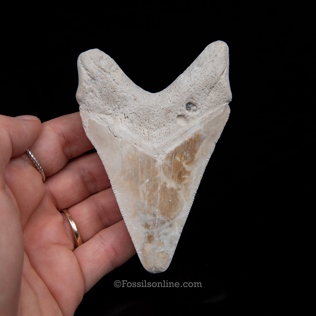 Genuine Prehistoric Fossil Tooth — Meg 3.95", Summerville SC