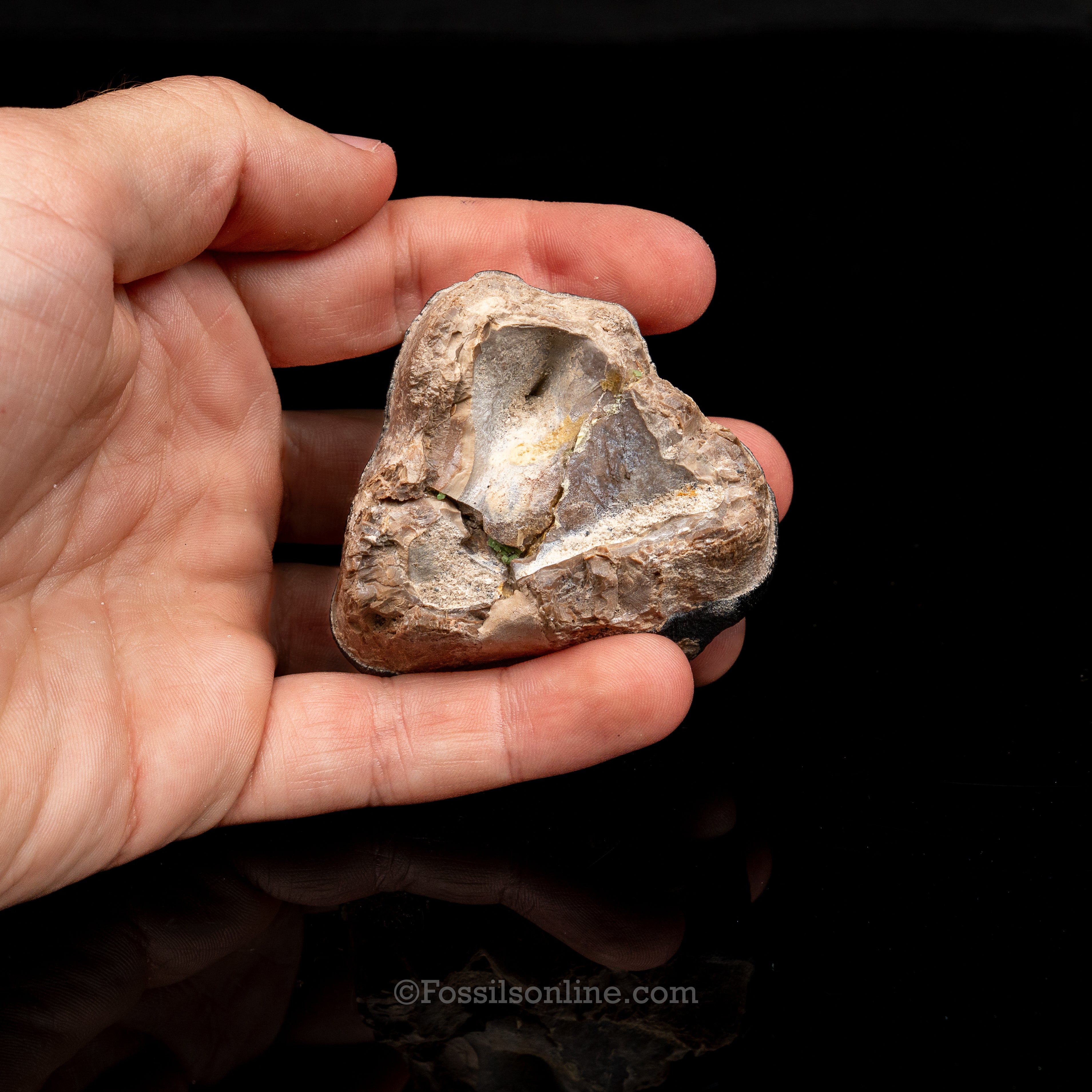Bone Valley Rhino tooth