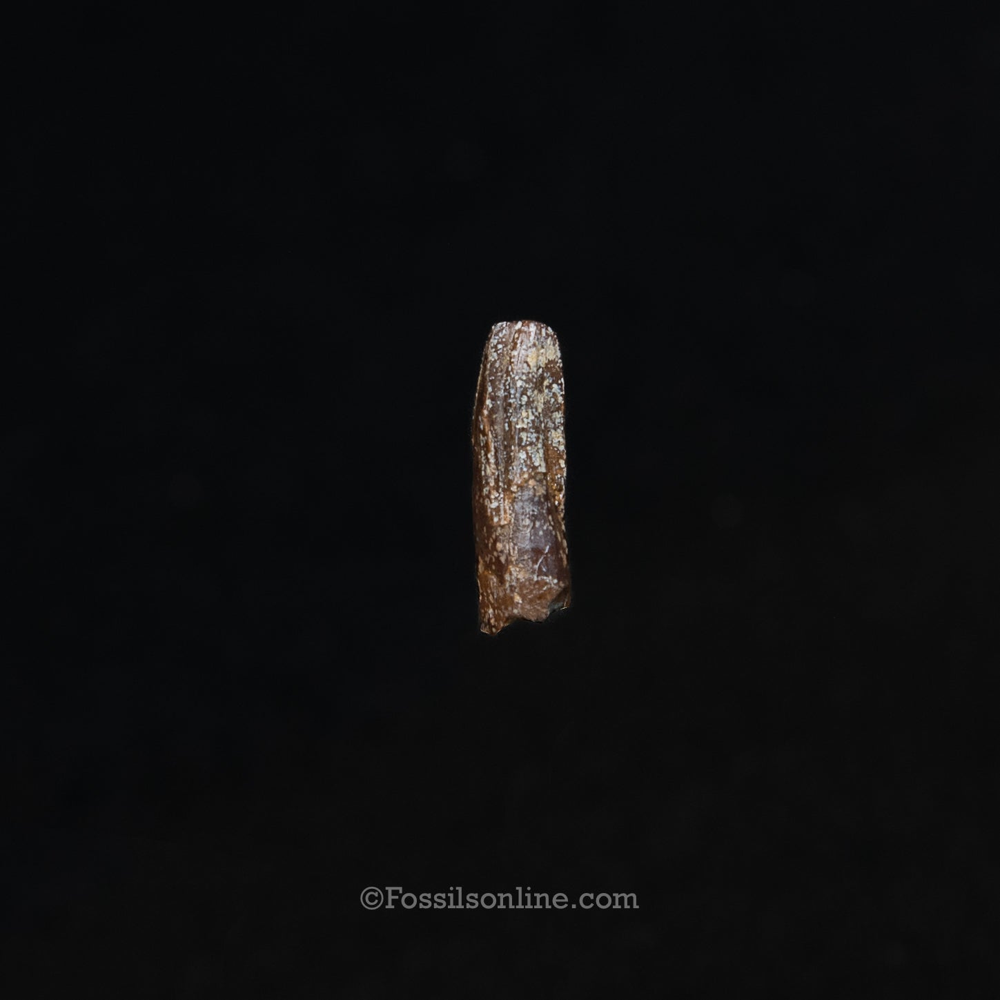 Authentic Nanotyrannus Premax tooth in a Case Lance Formation, Wyoming